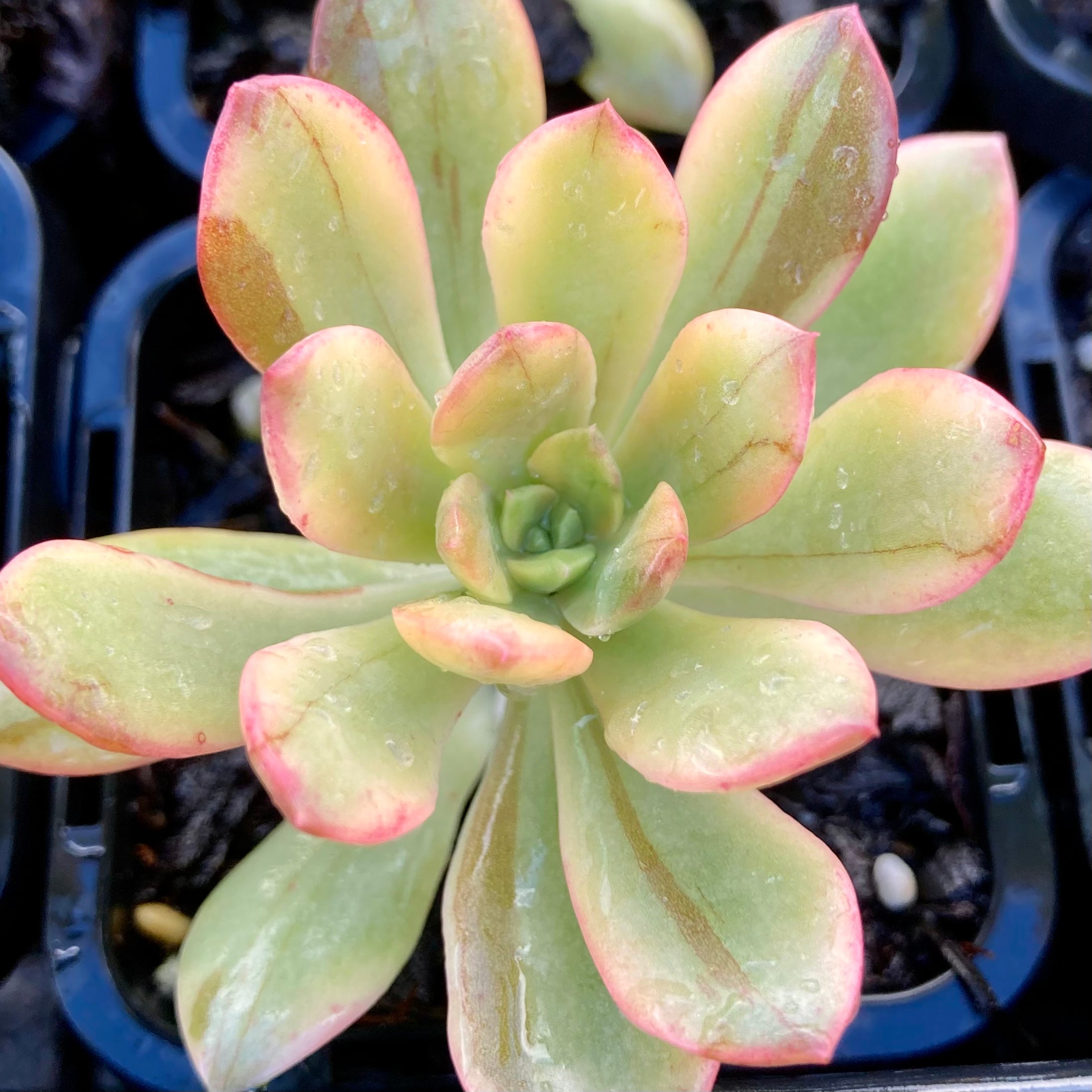 gold nugget succulent Echeveria Golden Nugget – Succulent Planet