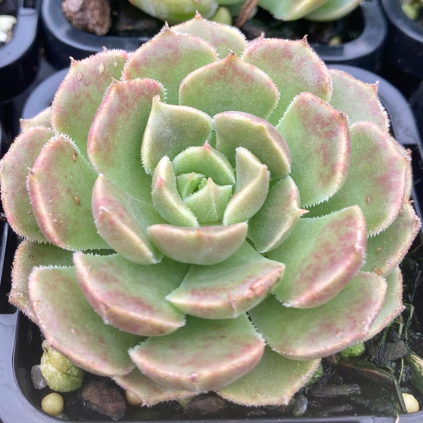 brown rose succulent Echeveria Brown Rose – Succulent Planet