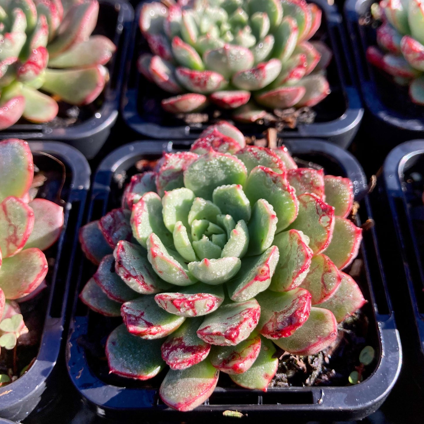 Echeveria Fire Magic