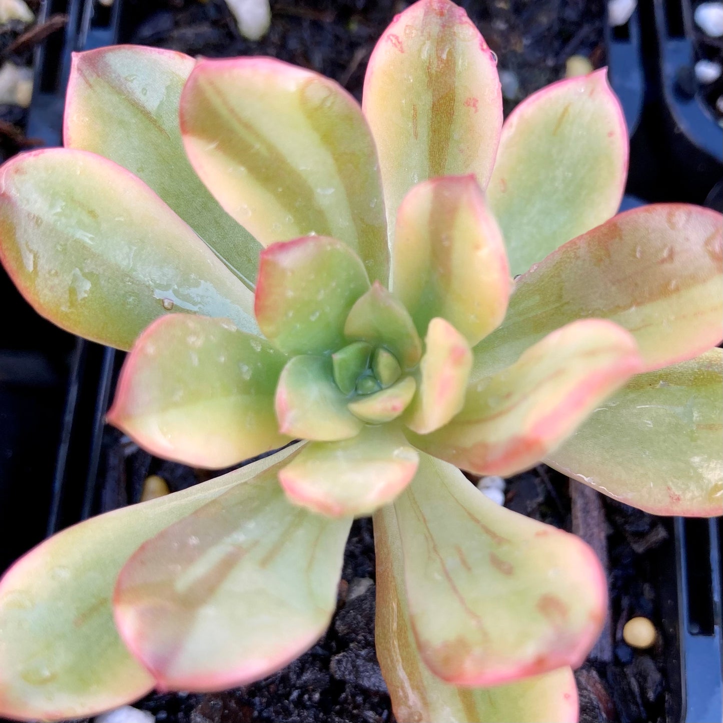 Echeveria Golden Nugget