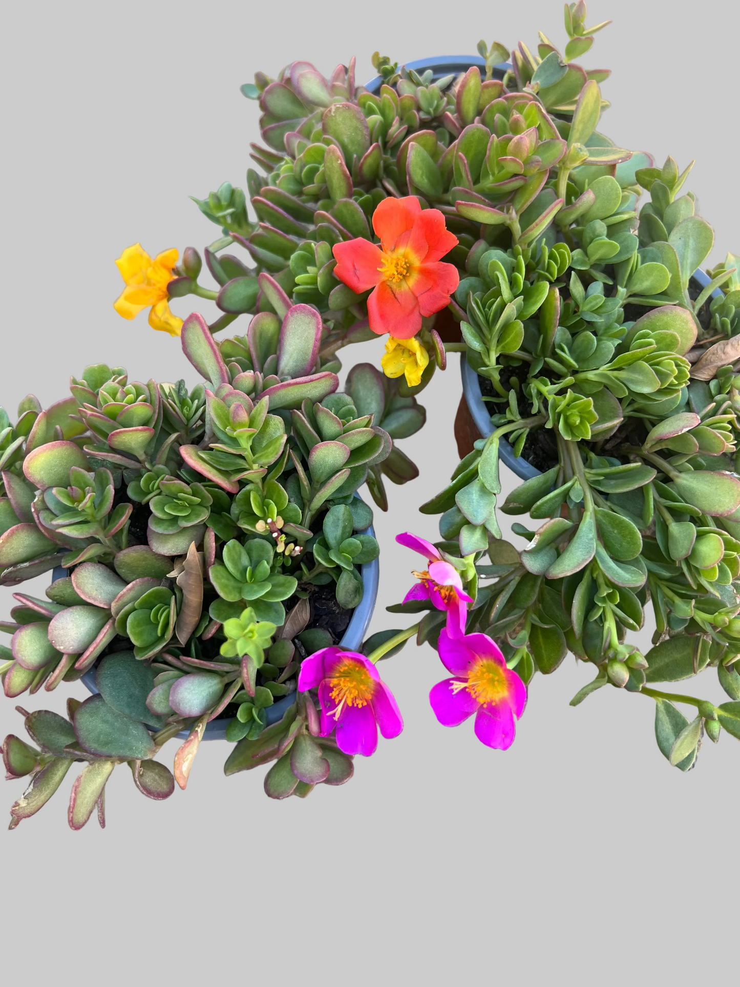 Portulaca, sun dials