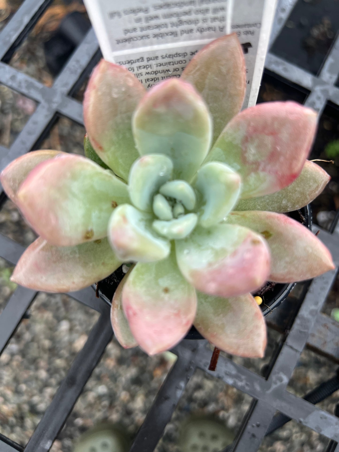 Graptoveria Opalina