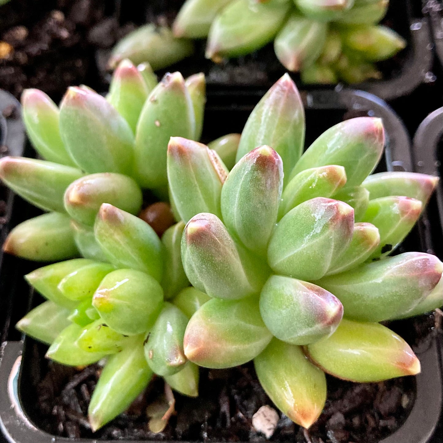 Pachyphytum Chiseled Stones