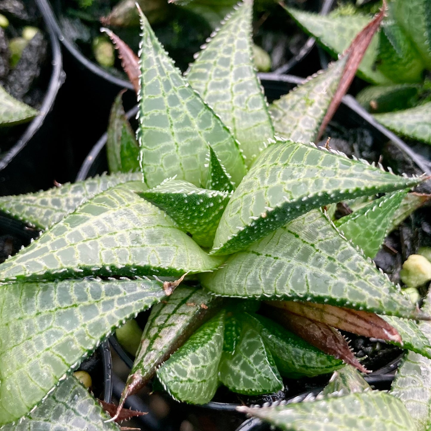 Haworthiopsis tessellata