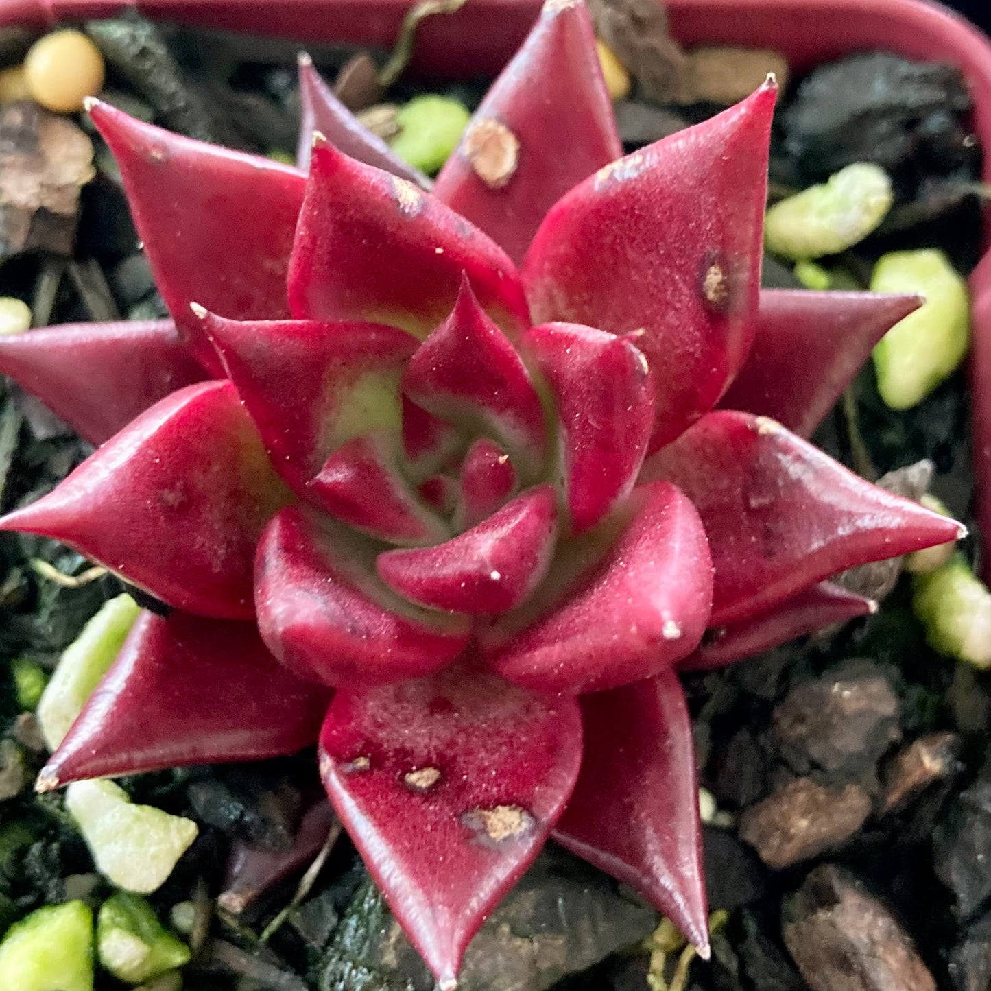 Echeveria agavoides Romeo Rubin