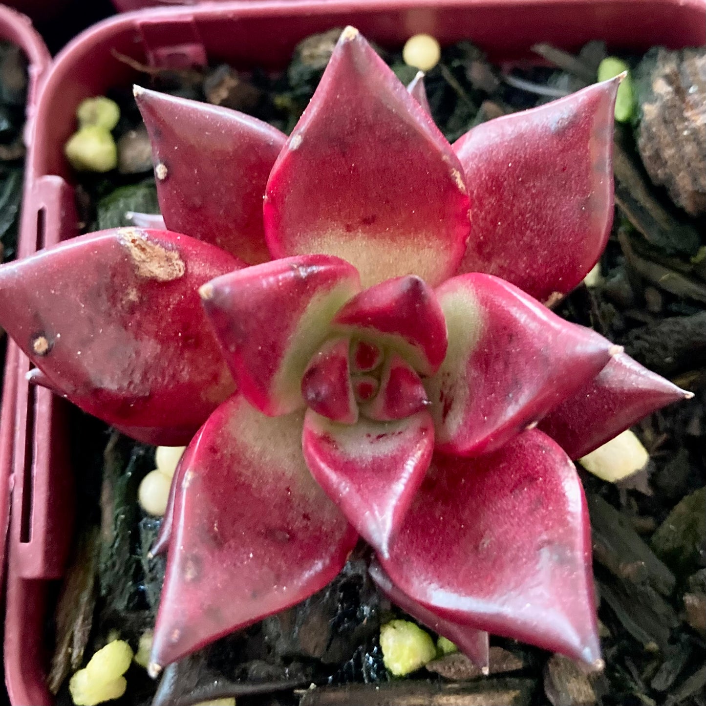 Echeveria agavoides Romeo Rubin