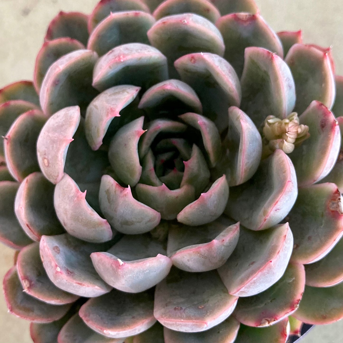 Echeveria Pink Edge