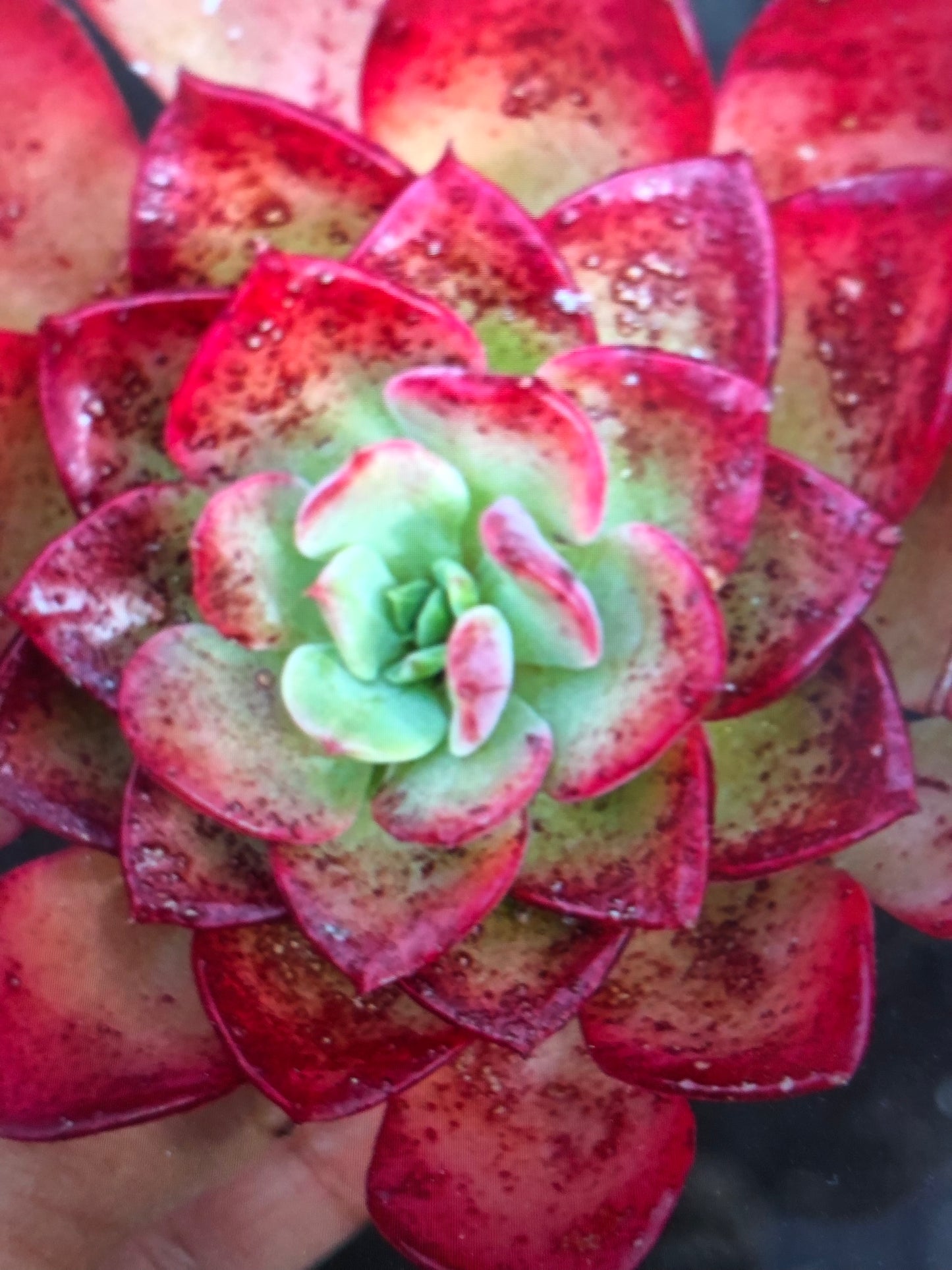 Echeveria noble red