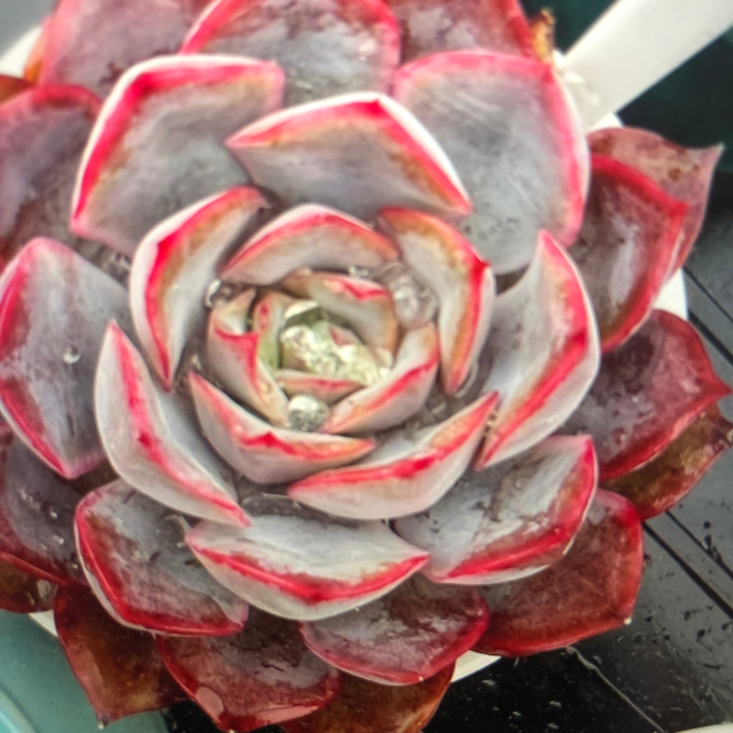 Echeveria dark ice