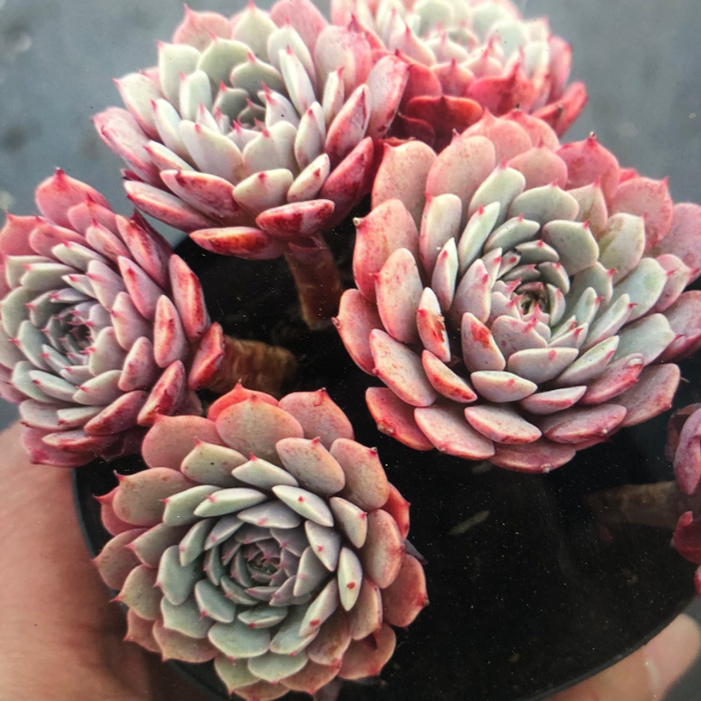 Echeveria Tuxpan