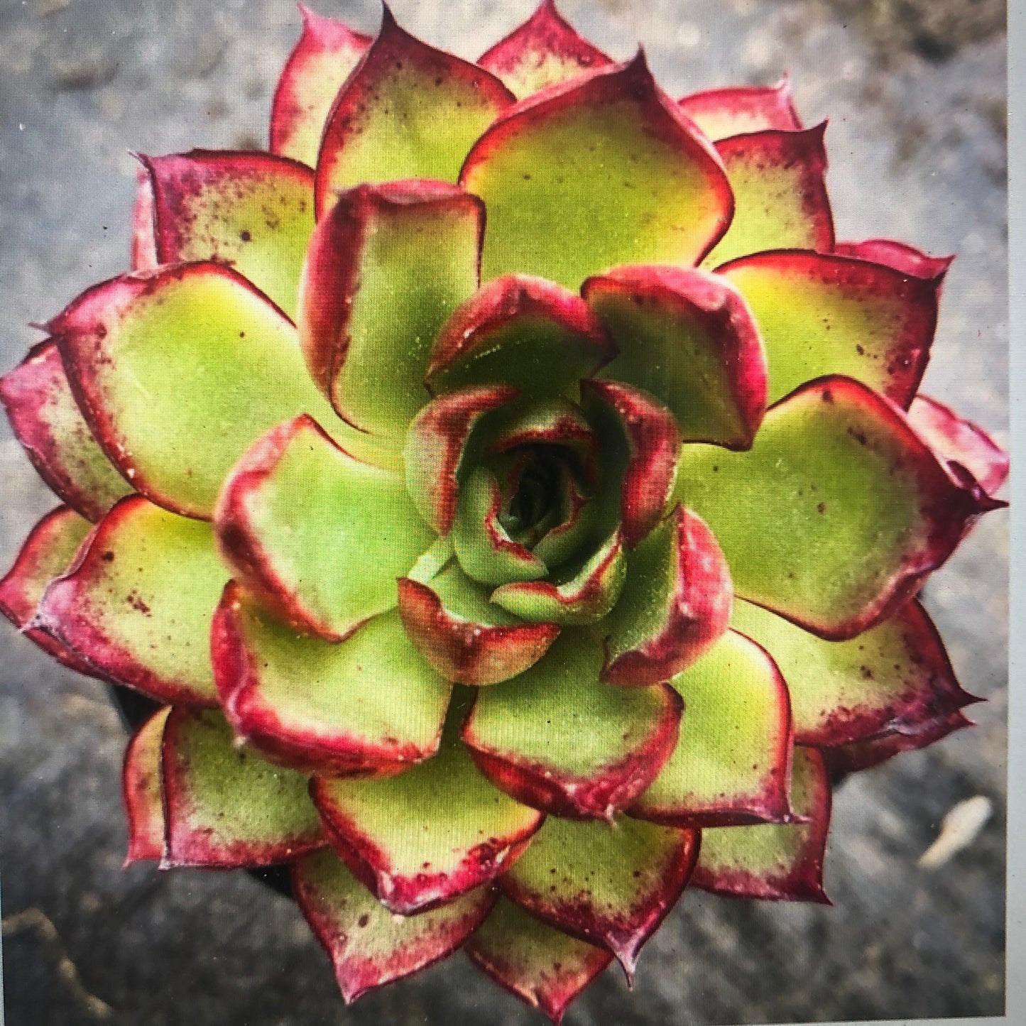 Echeveria Yamato Spring