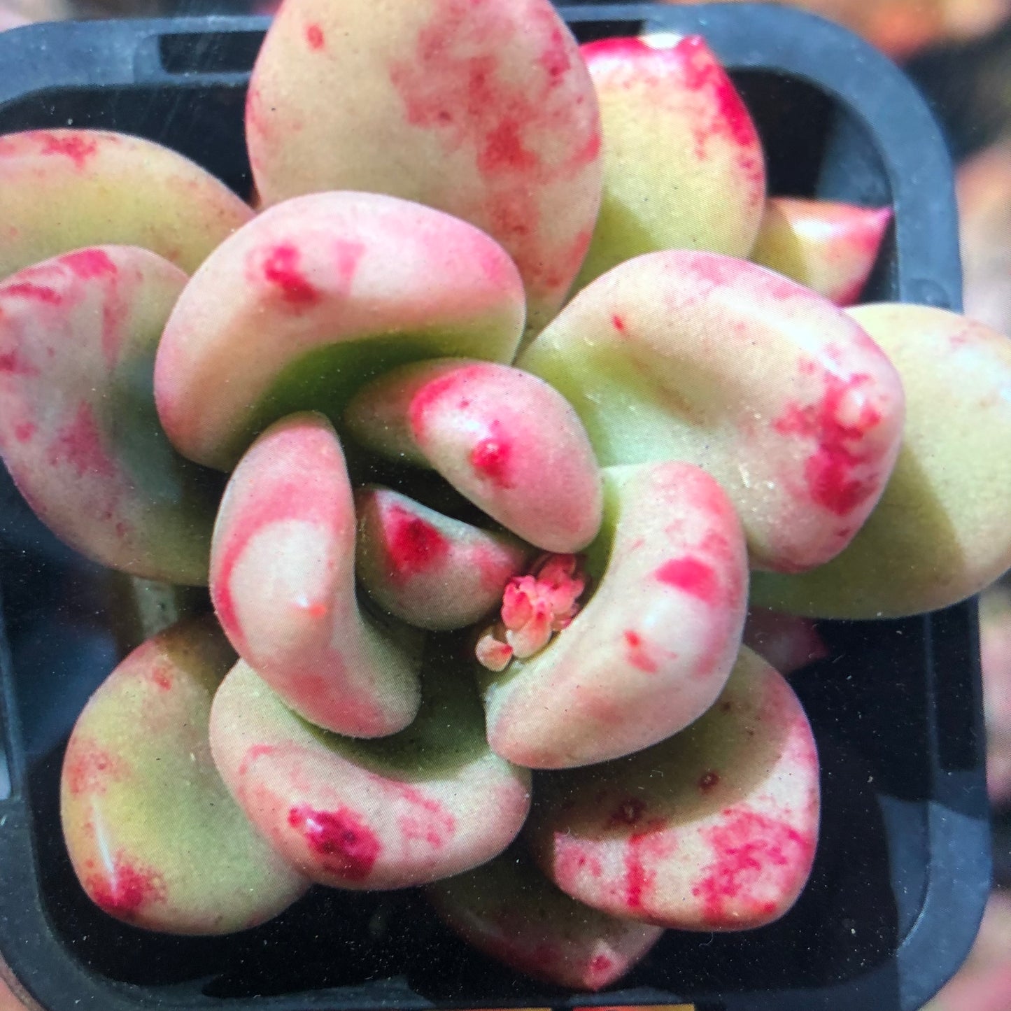 Echeveria Avocado Cream