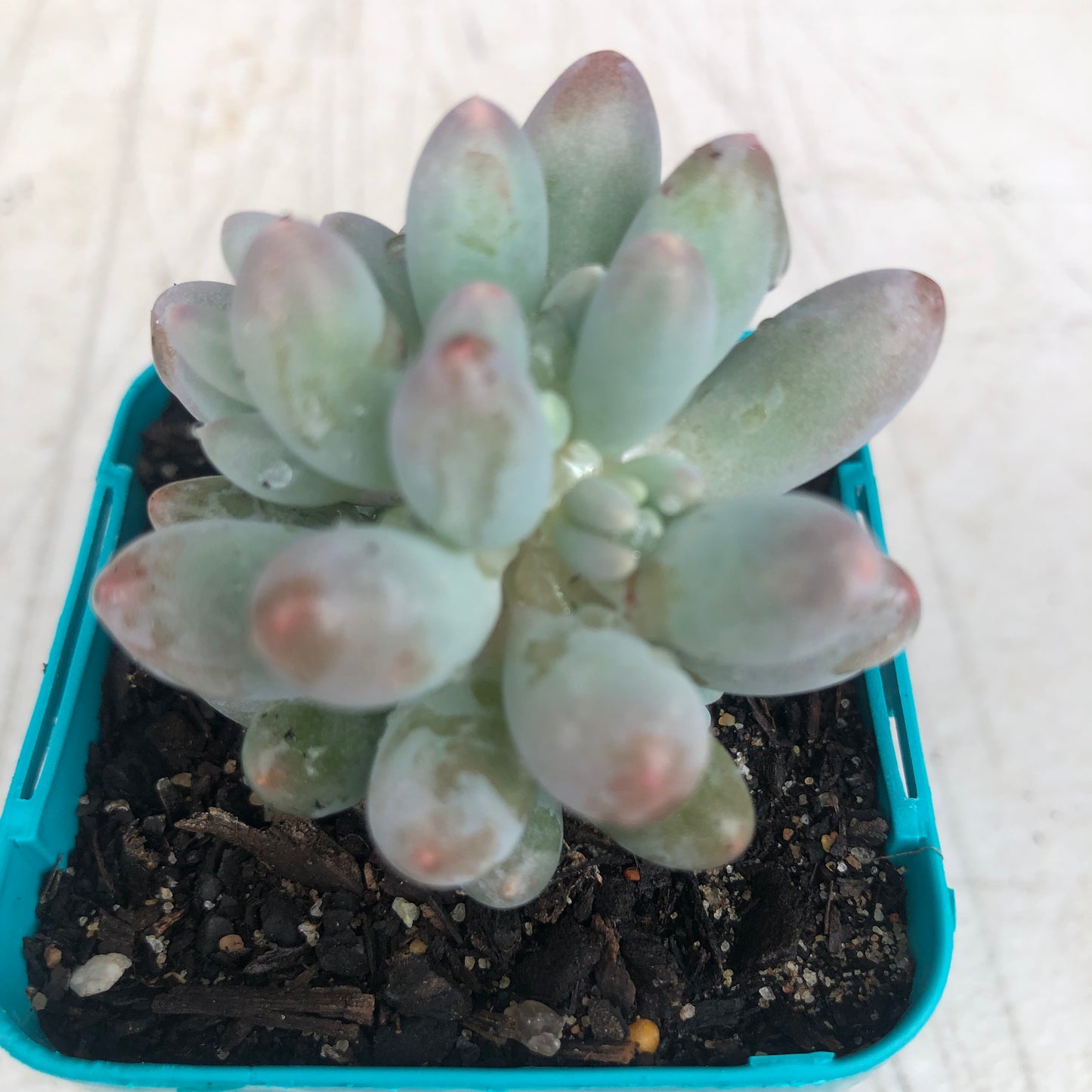 Pachyphytum baby finger