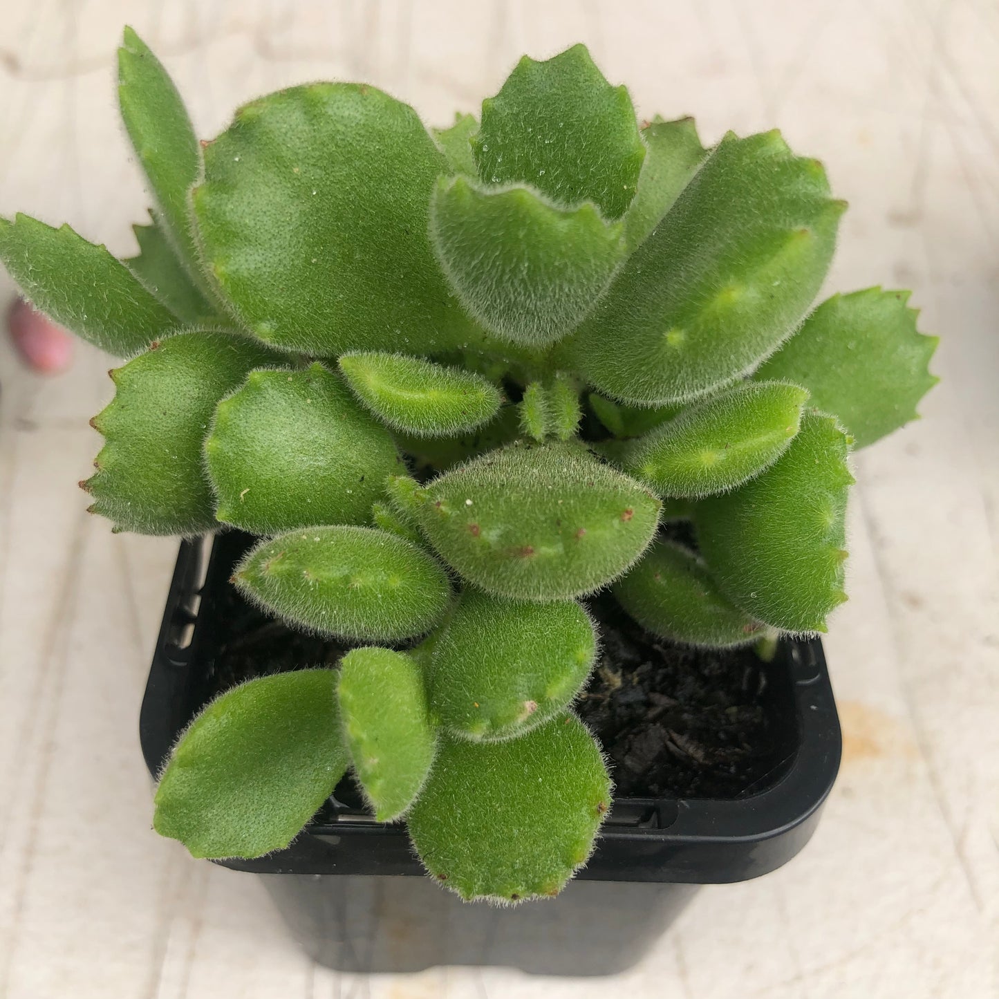 Cotyledon Bear's Paw