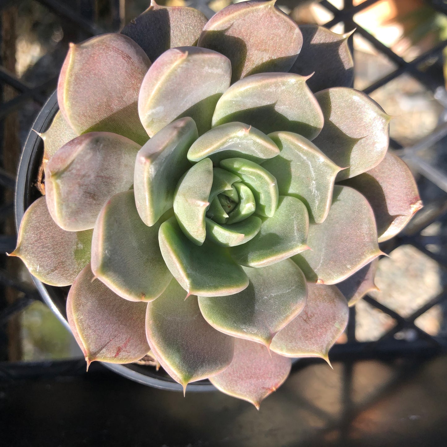 Echeveria Summer Dream