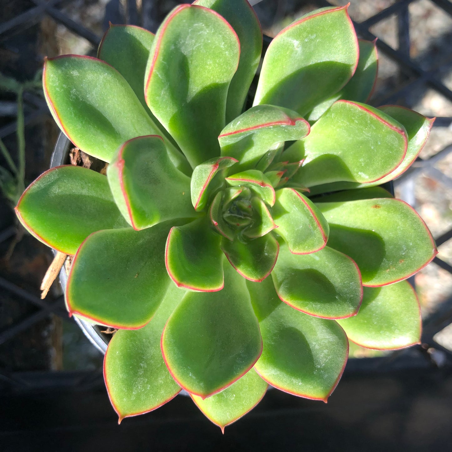 Echeveria Red Queen