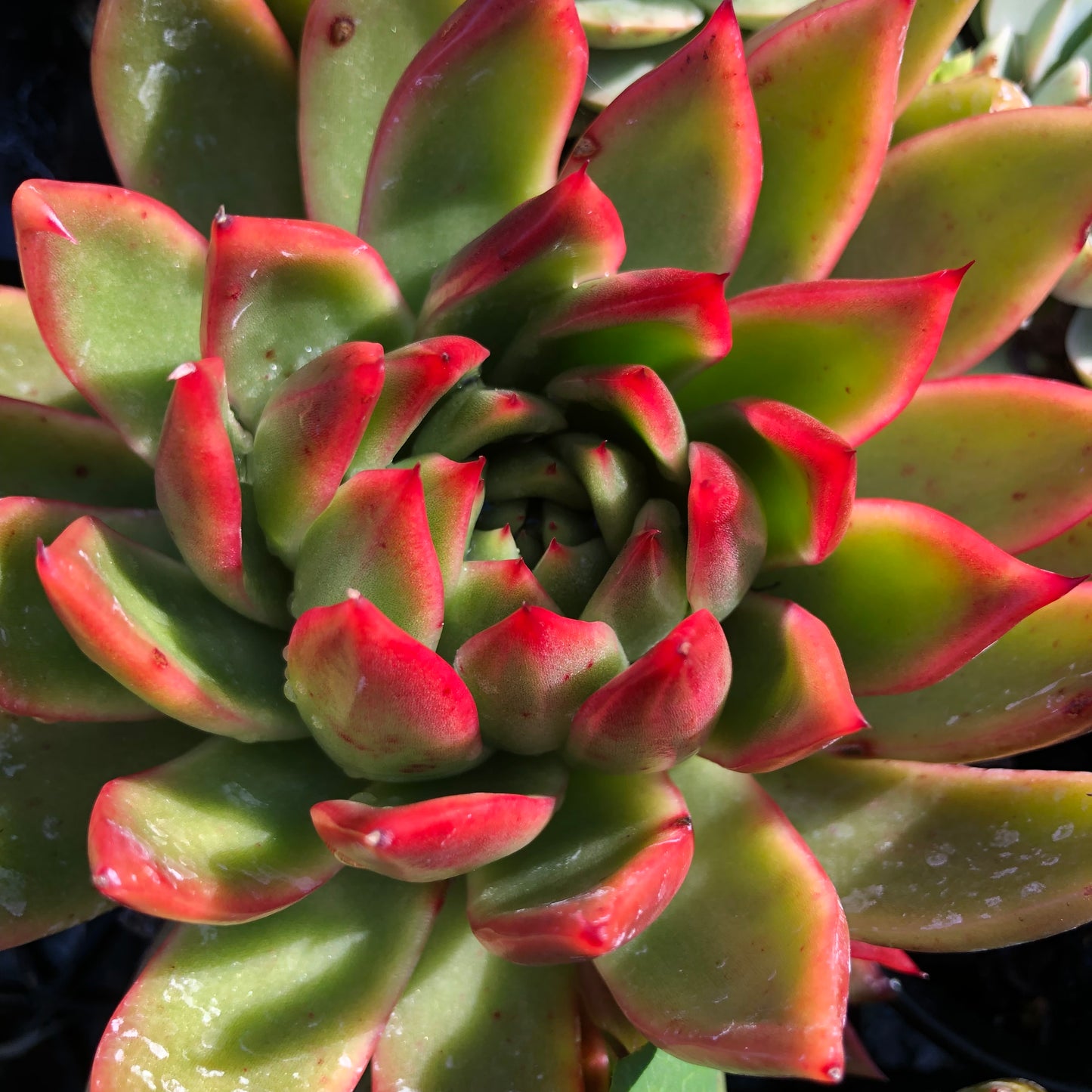 Echeveria agaviodes frank Reinault
