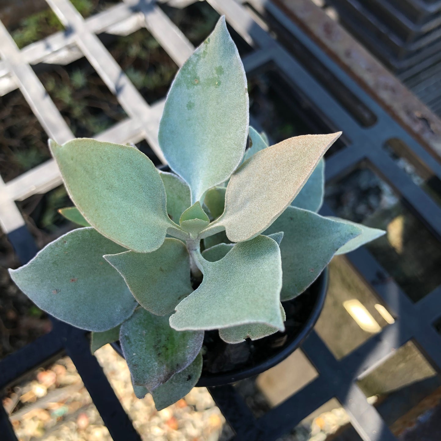 Kalanchoe silver spoons