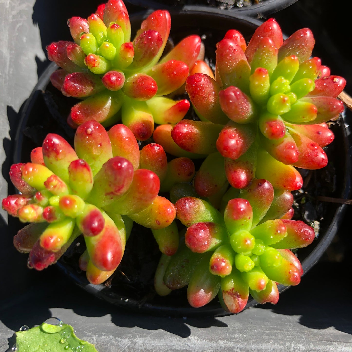 Sedum rubrum Jelly beans