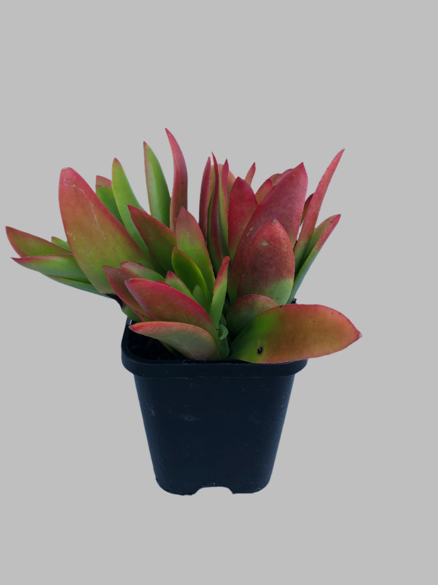 Crassula campfire