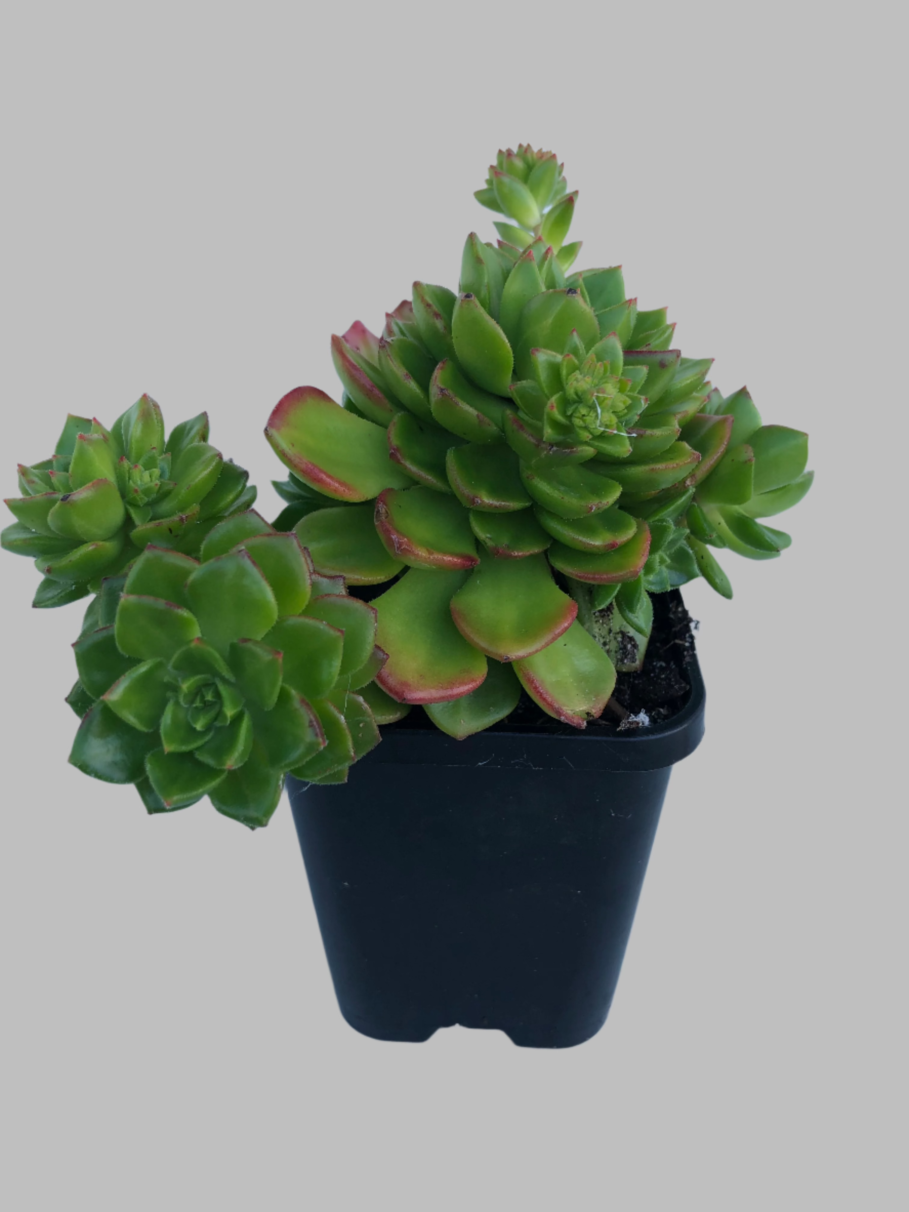 sedeveria letizia succulent Sedeveria letizia – Succulent Planet