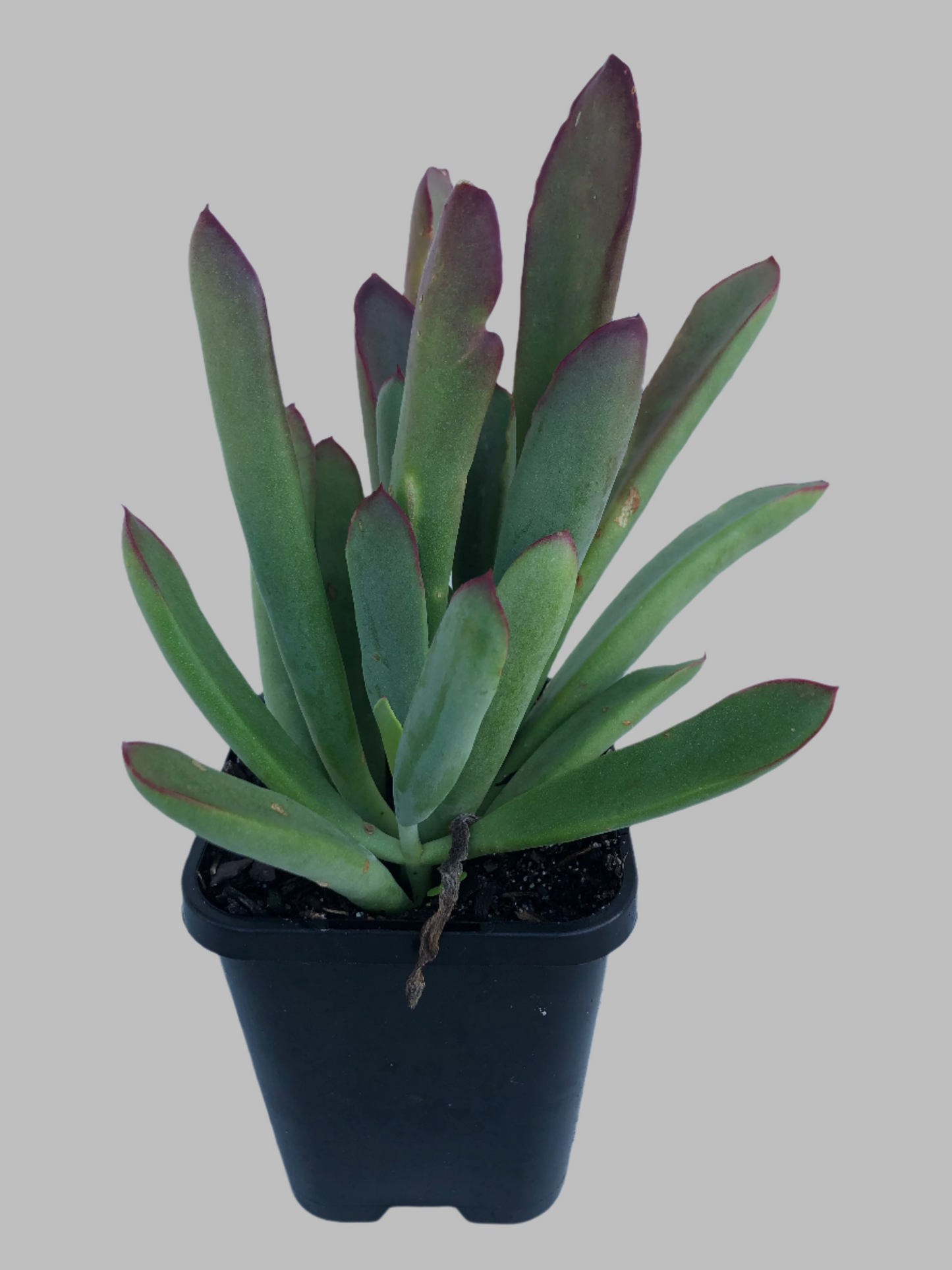 Cotyledon Koppie