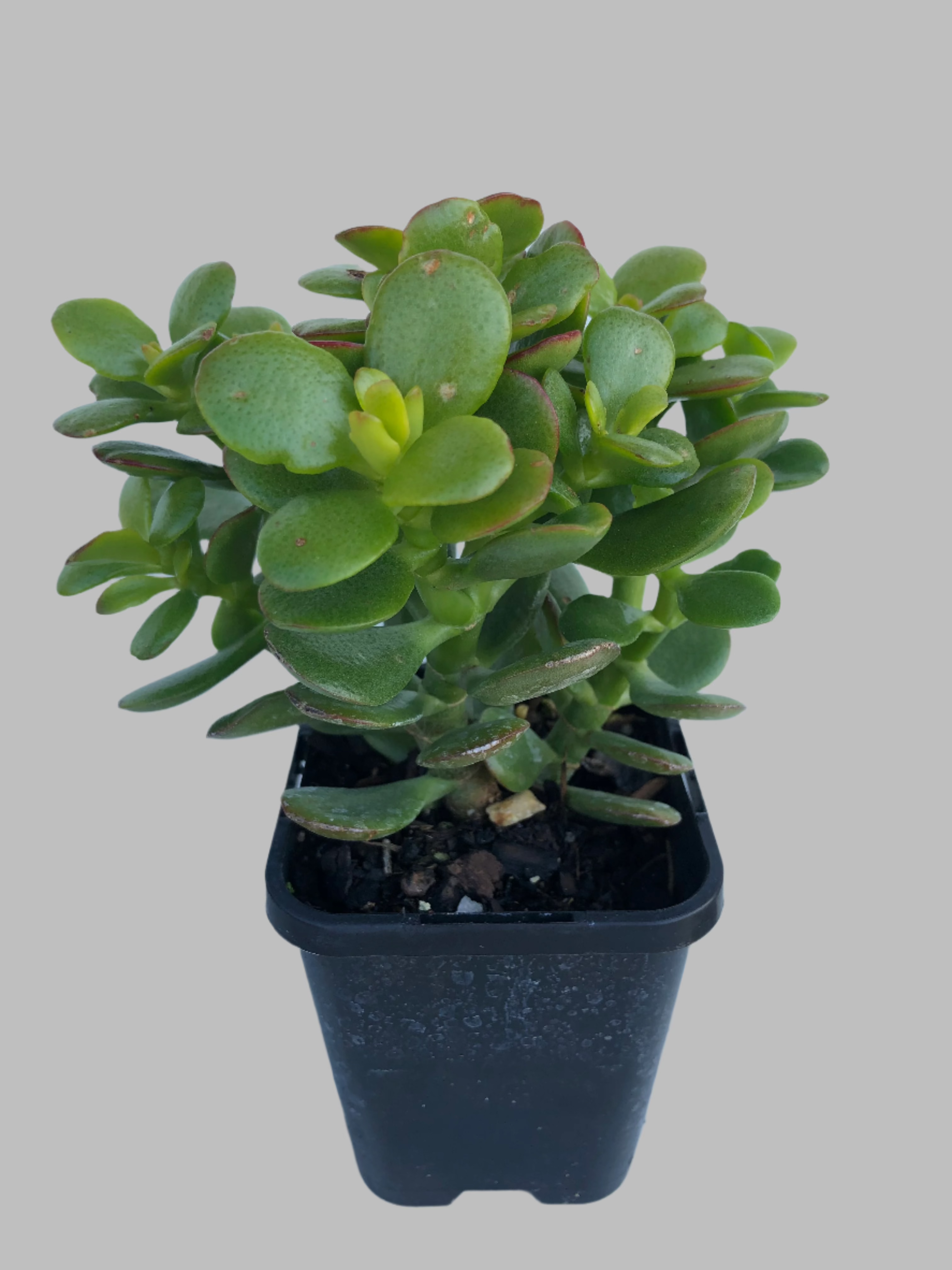 jade plant singapore Crassula ovata , jade plant – Succulent Planet