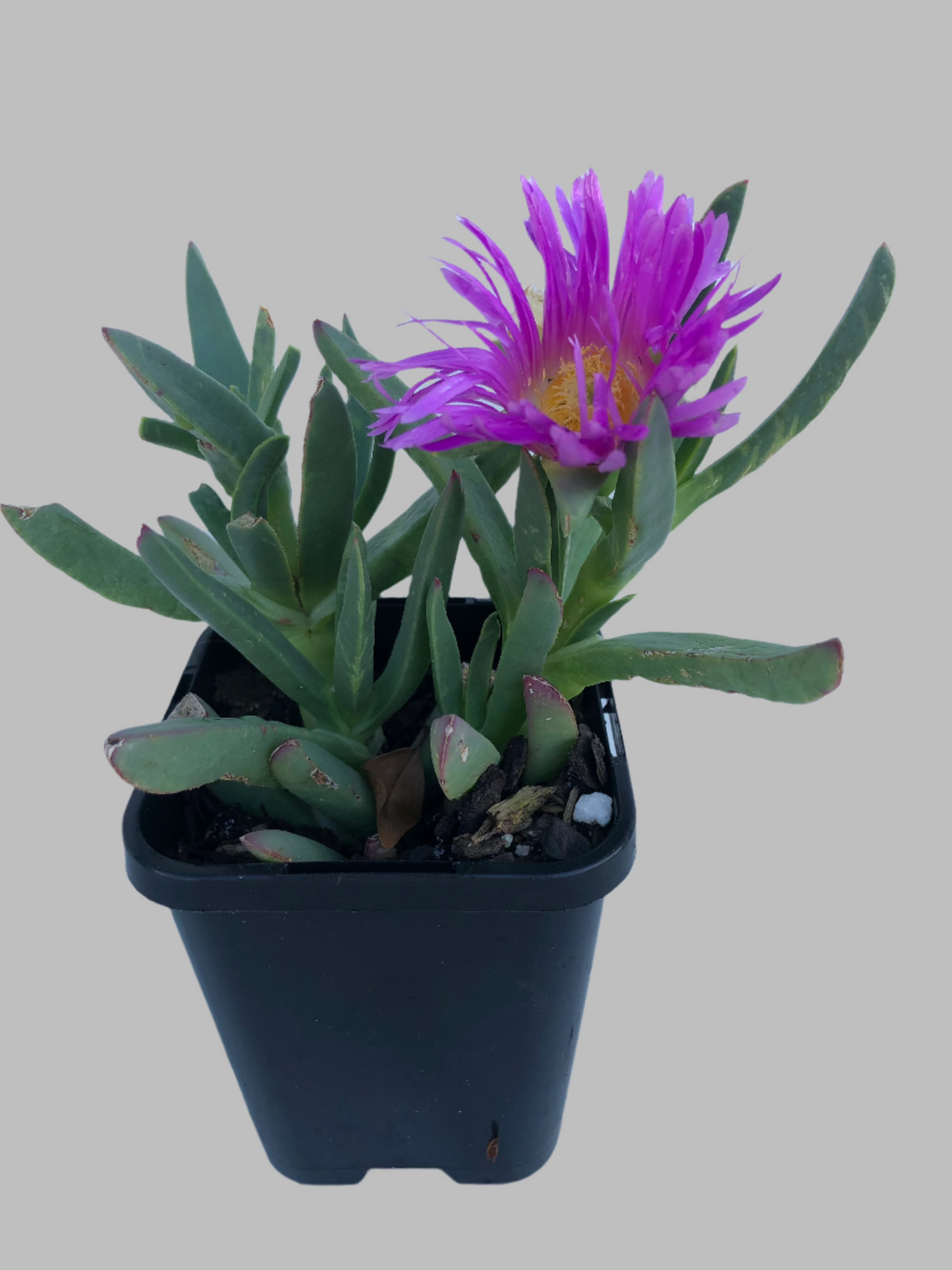 Carpobrotus pig face