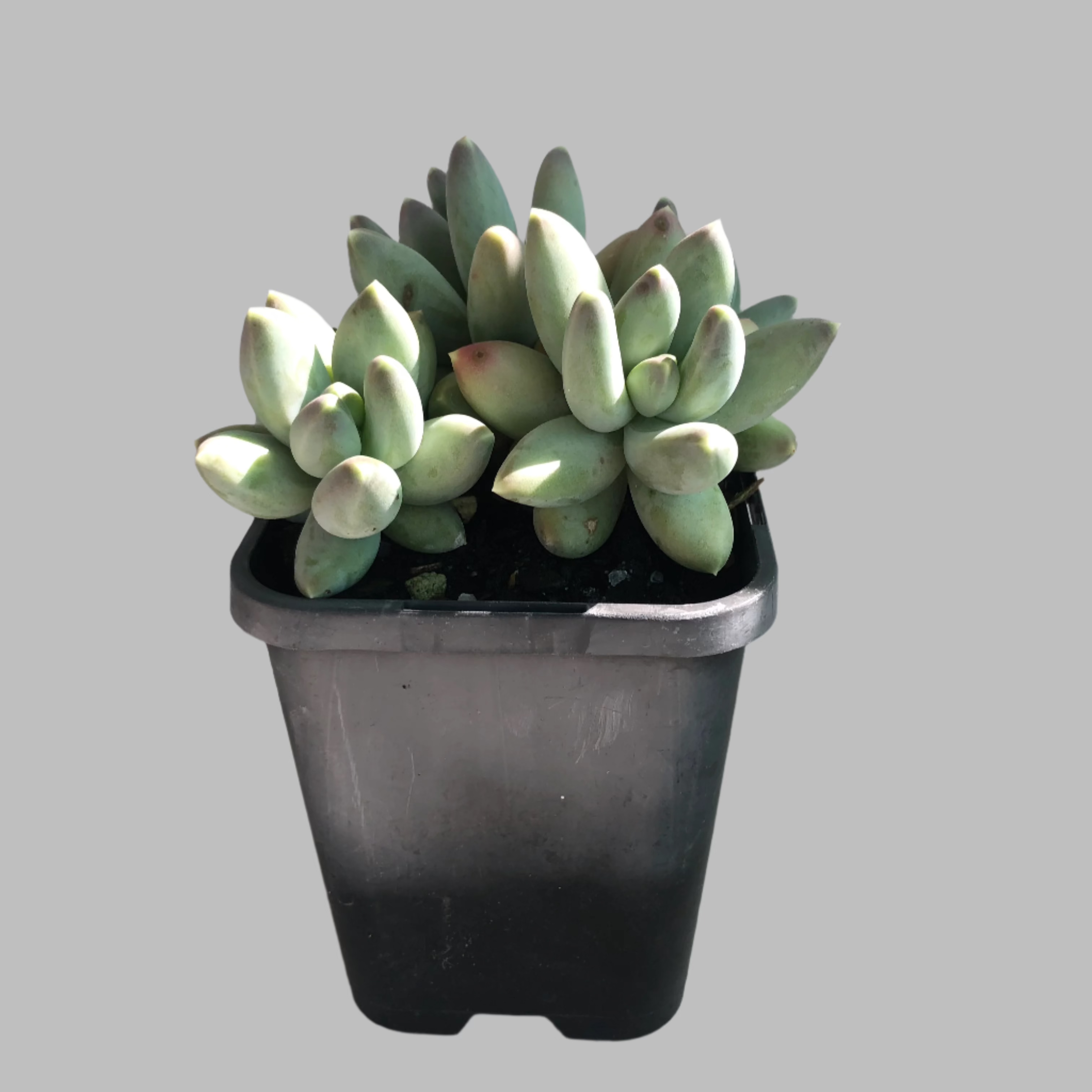 succulents that look like bubbles Pachypytum bubbles – Succulent Planet