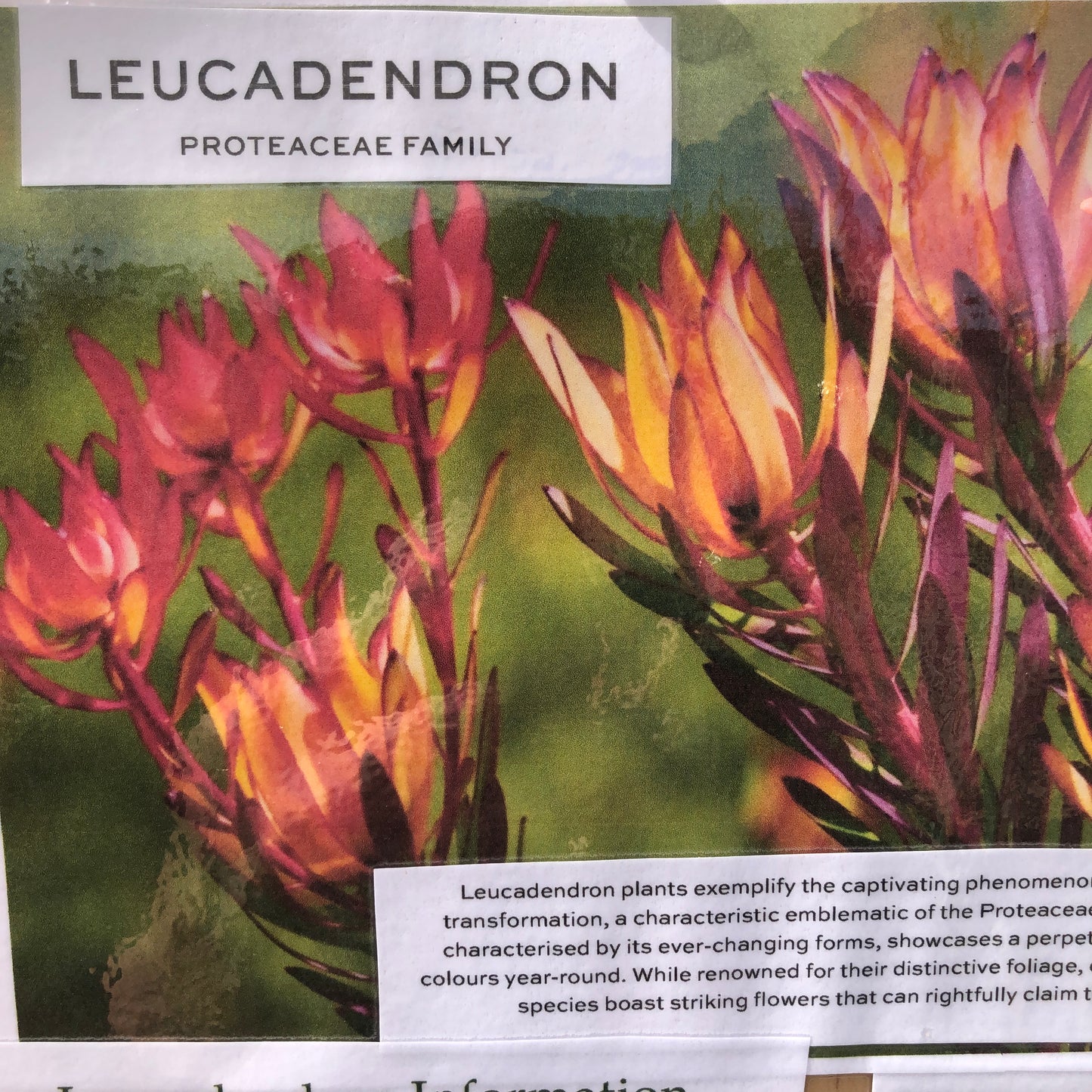 Leucadendron red gem