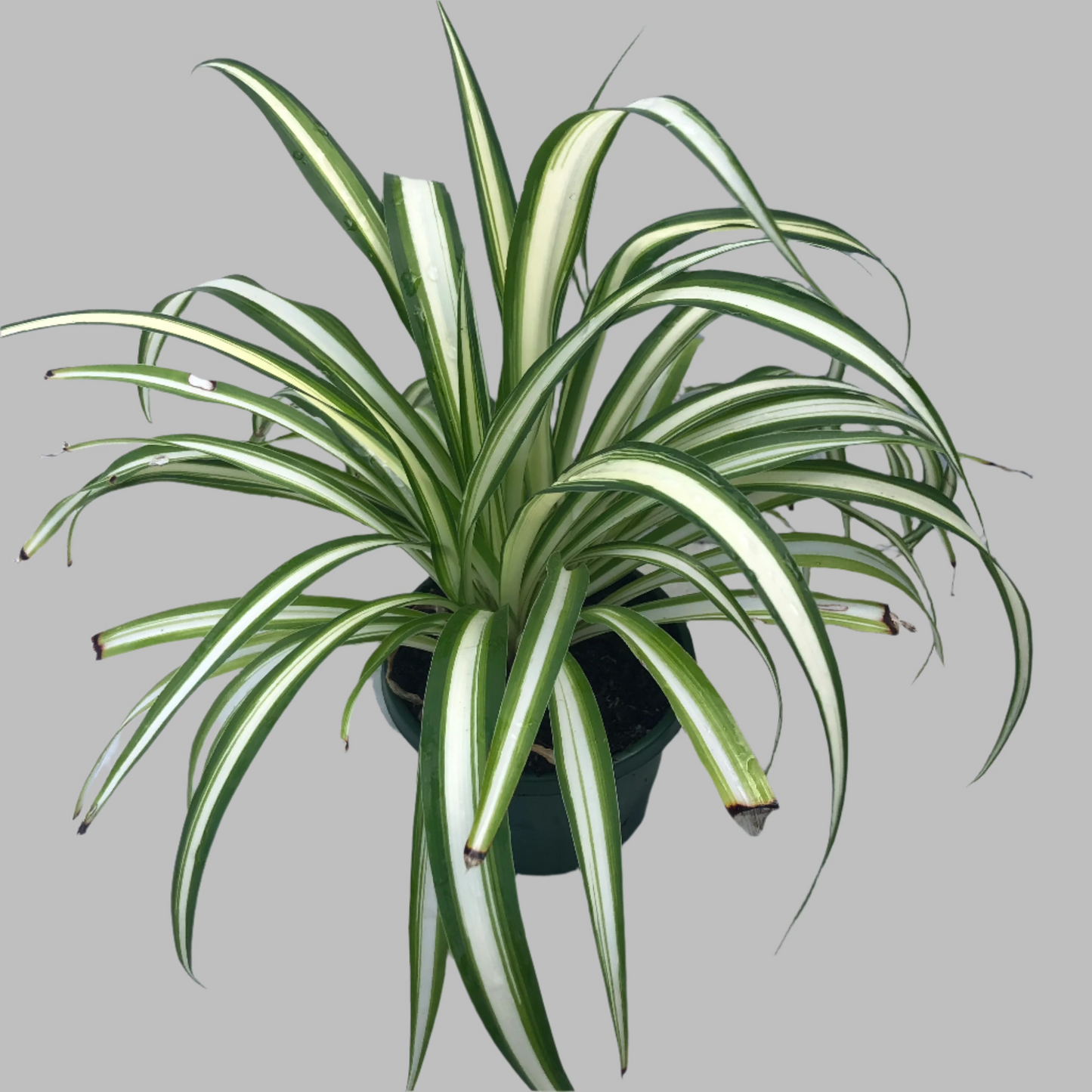 Chlotopytum spider plant