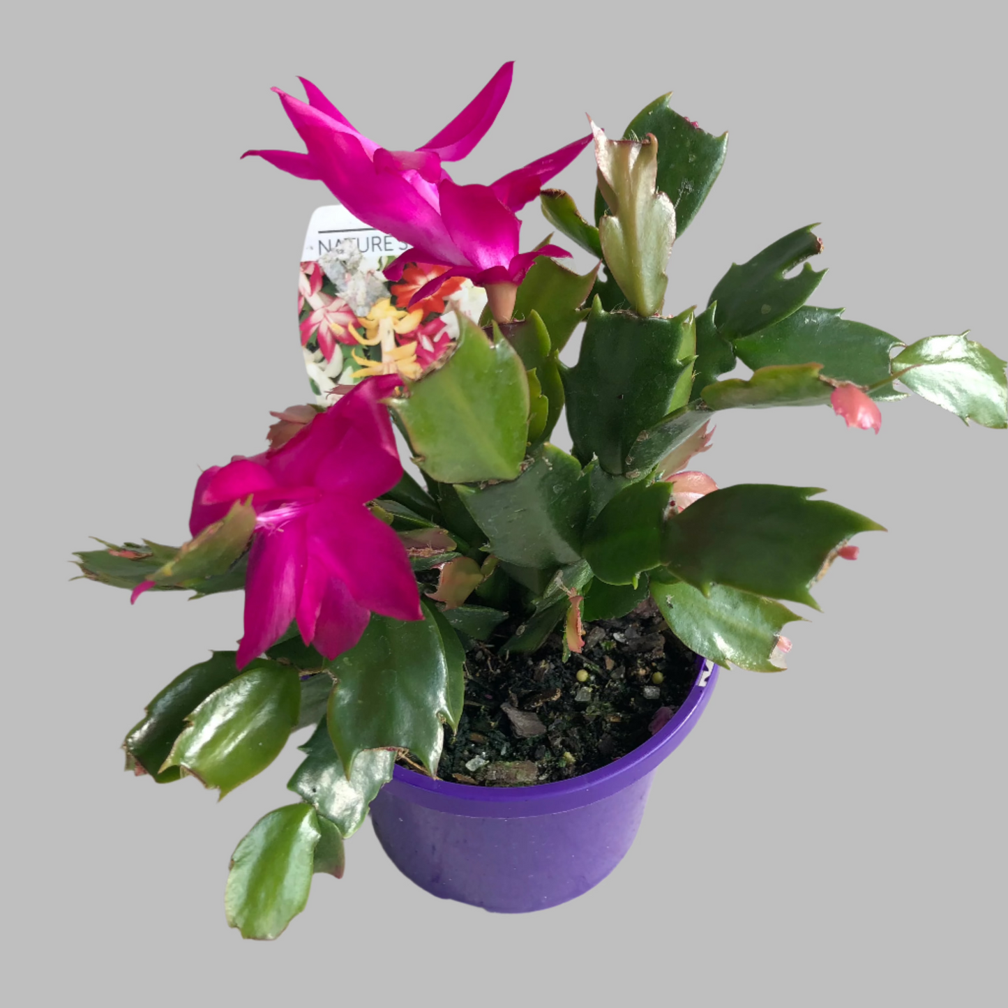 Zygocactus