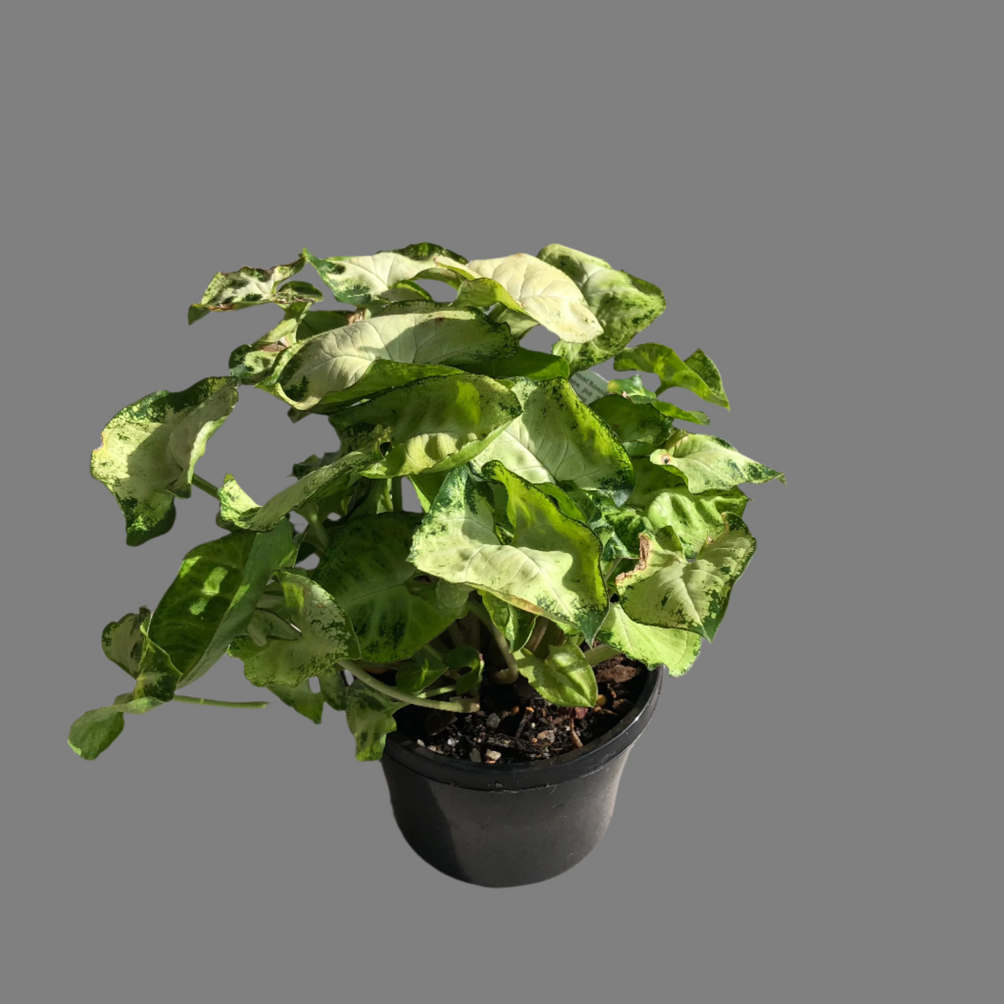 Syngonium white butterfly