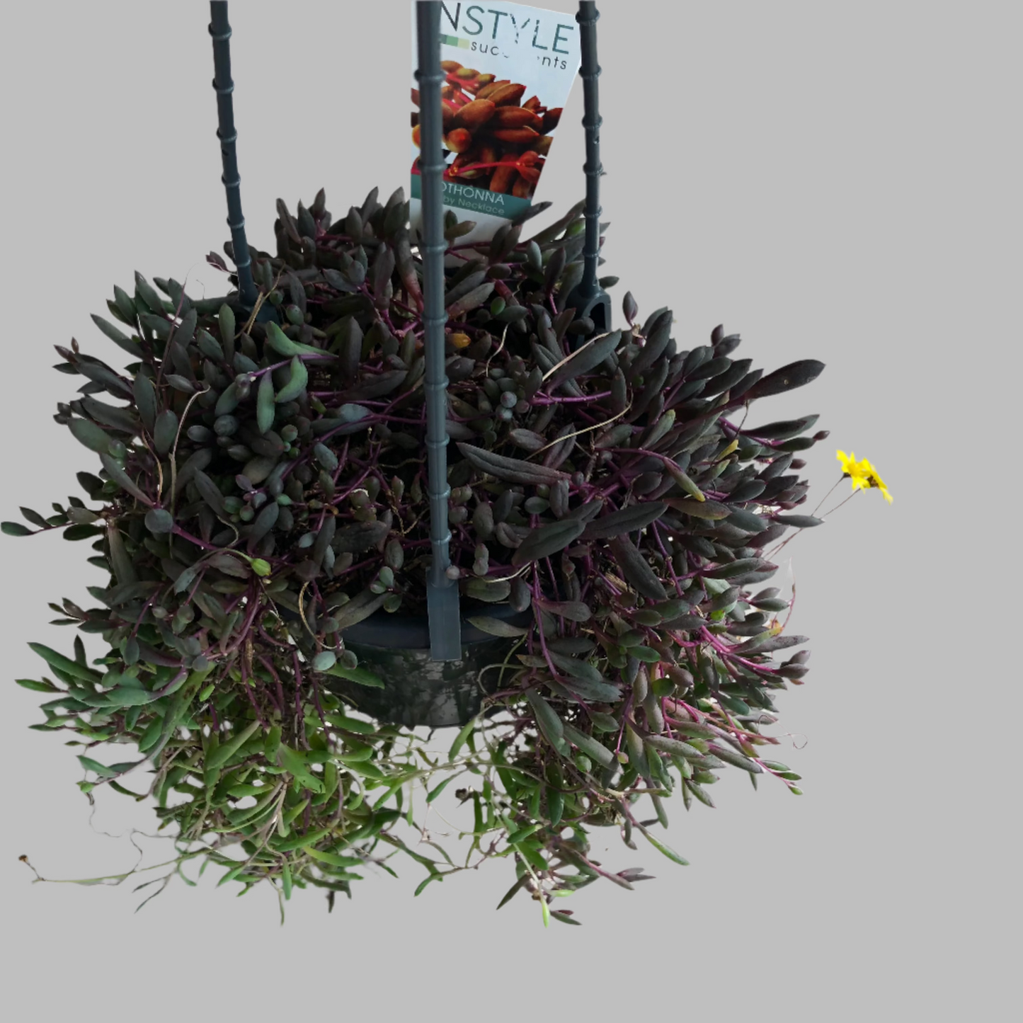 Orthonna ruby necklace