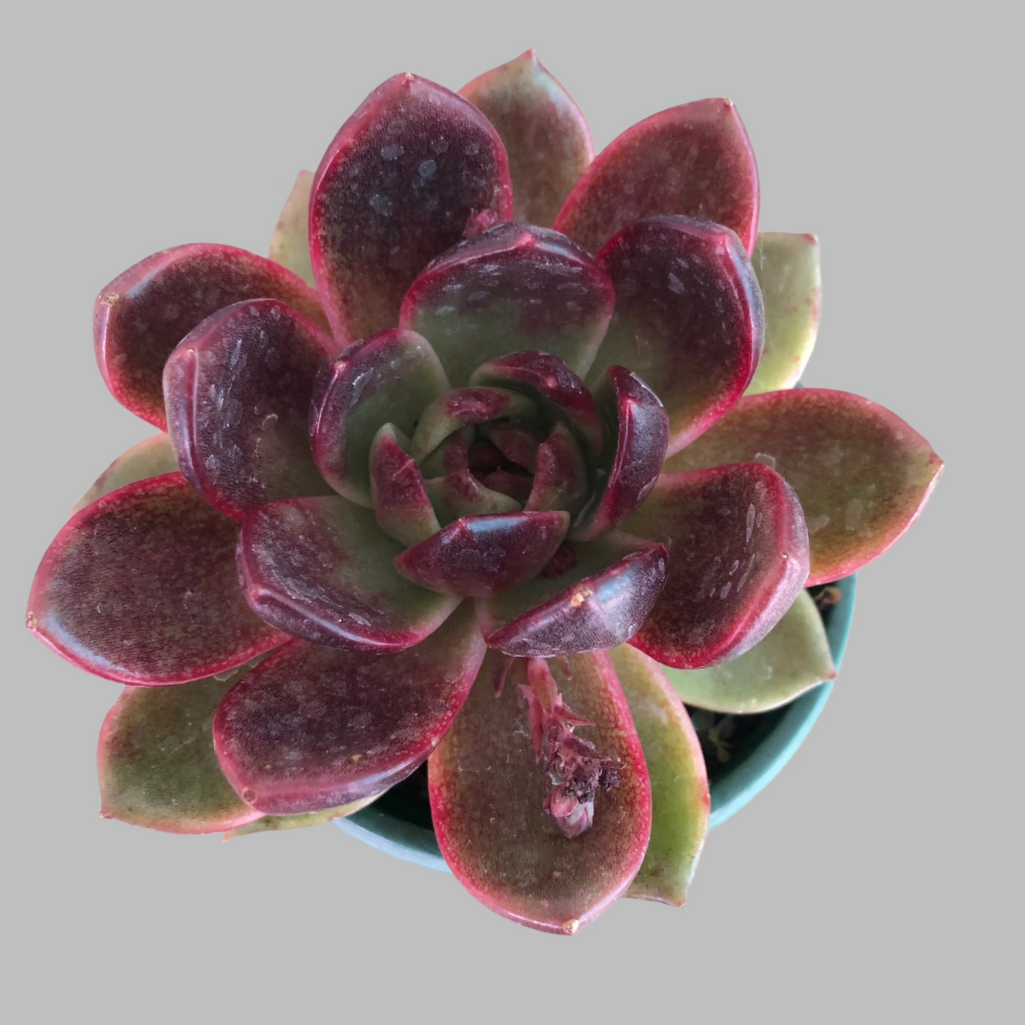 Echeveria midnight