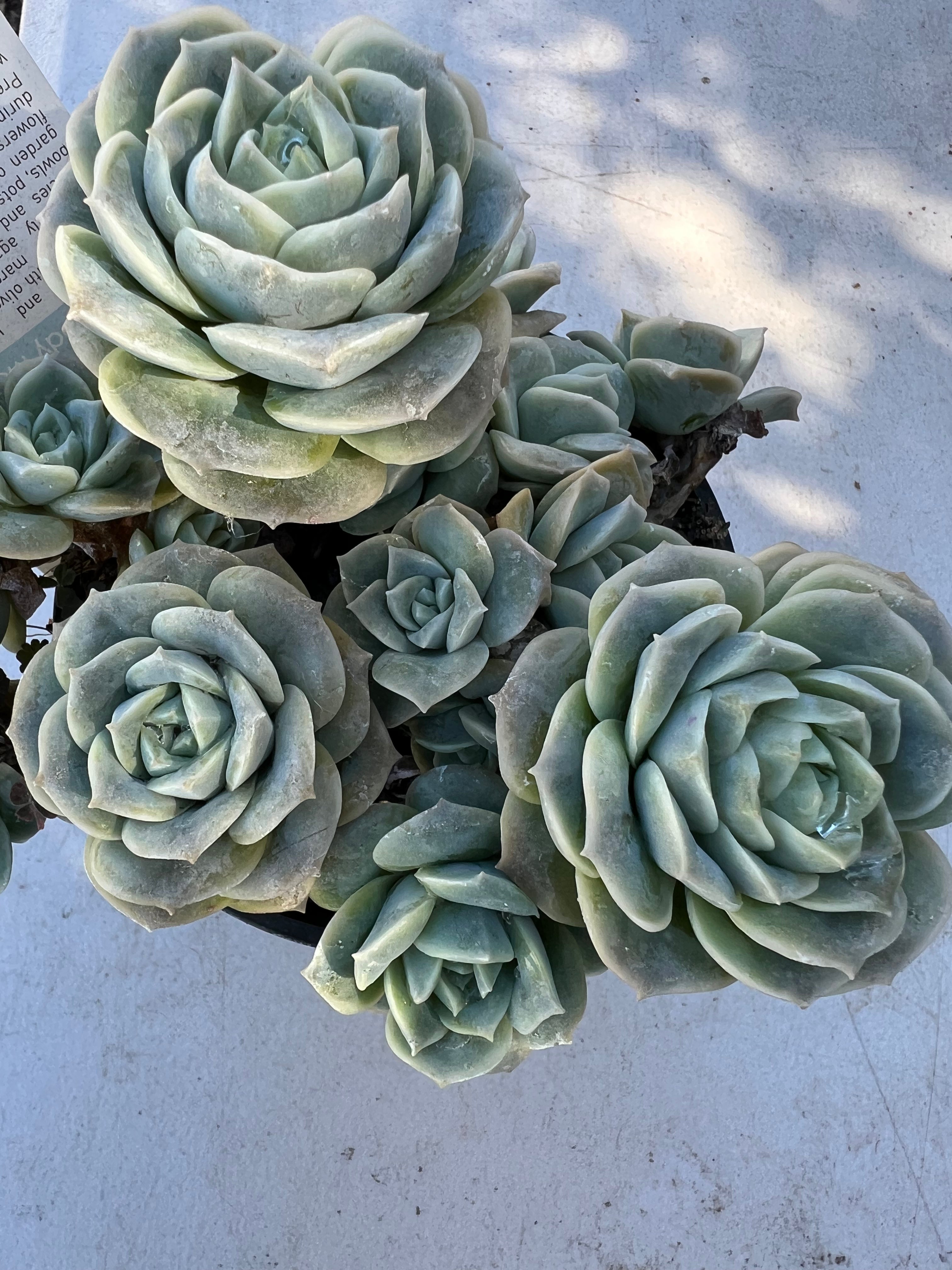 graptoveria lovely rose succulent Graptoveria lovely rose – Succulent Planet