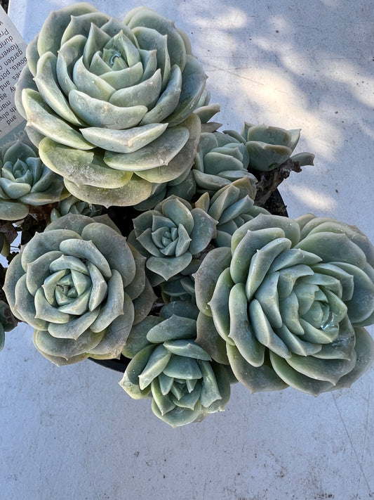 Graptoveria lovely rose