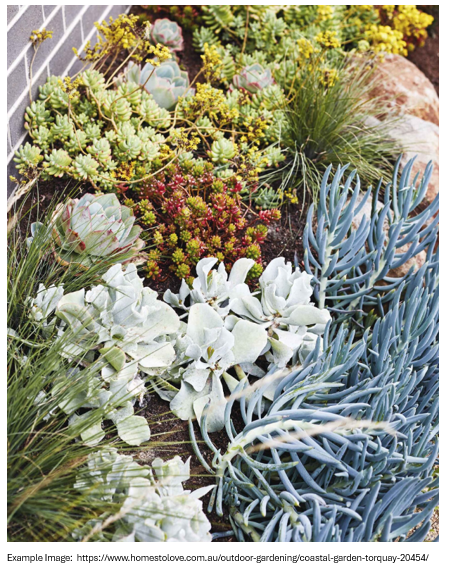 Xeriscapes Mix: Vibrant Colour