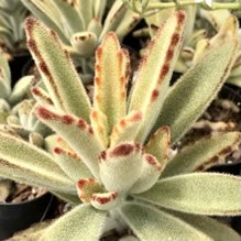 Kalanchoe tormentosa "golden girl"