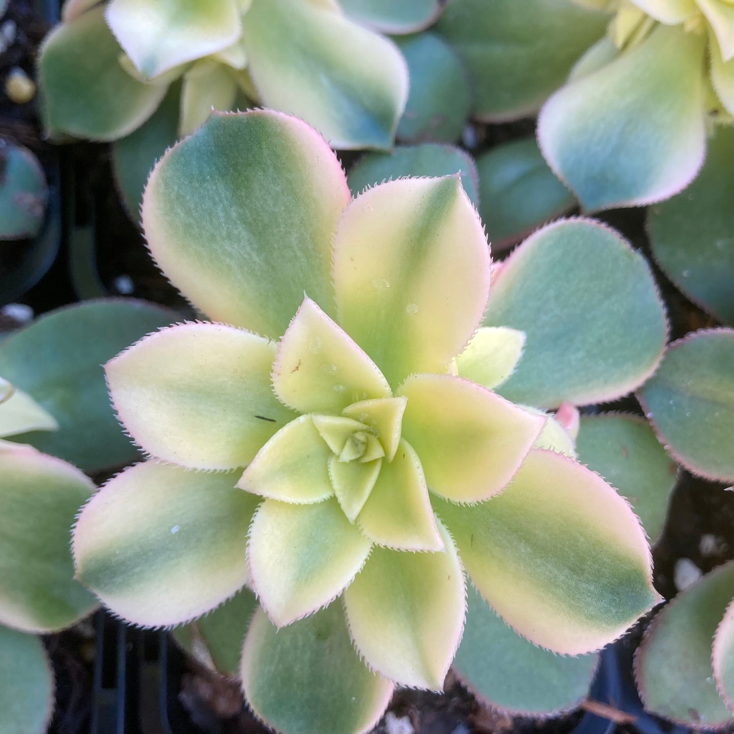 Aeonium Kiwi