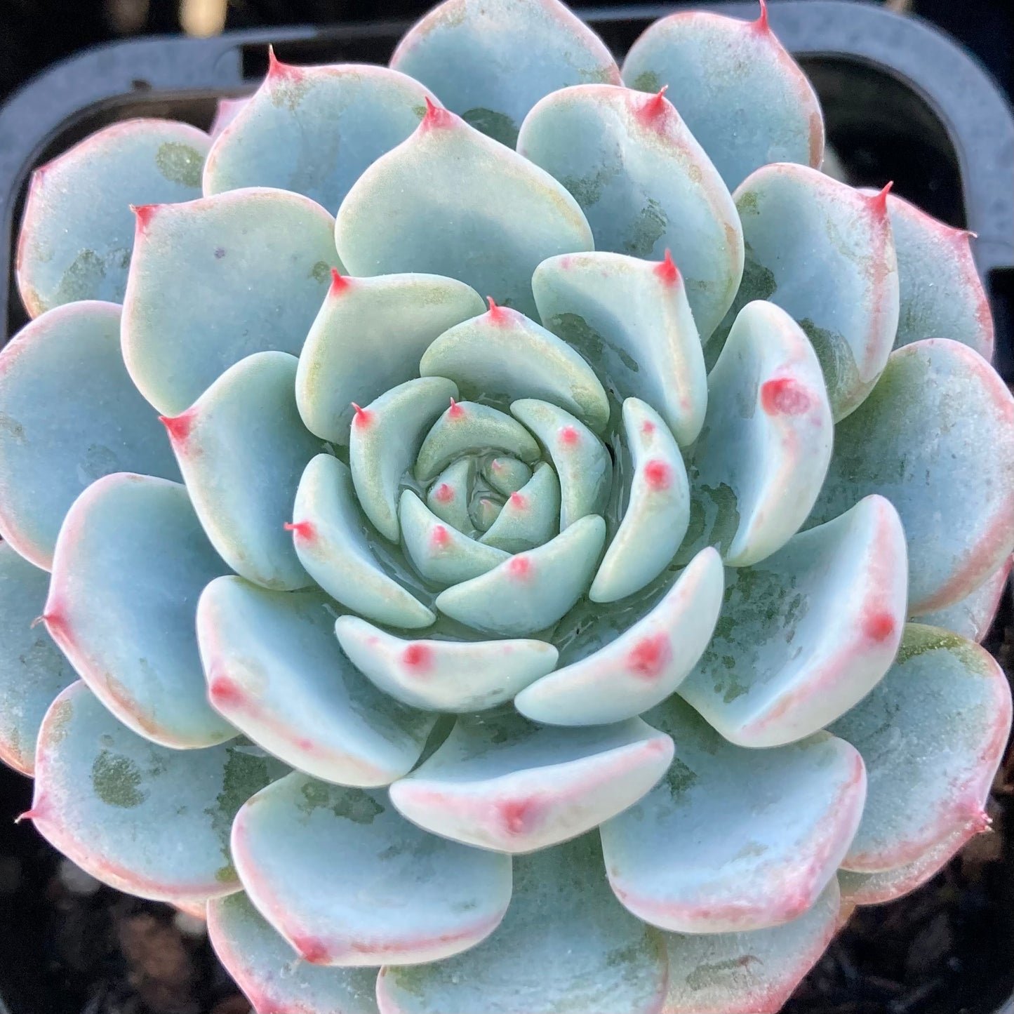 Echeveria White Minima