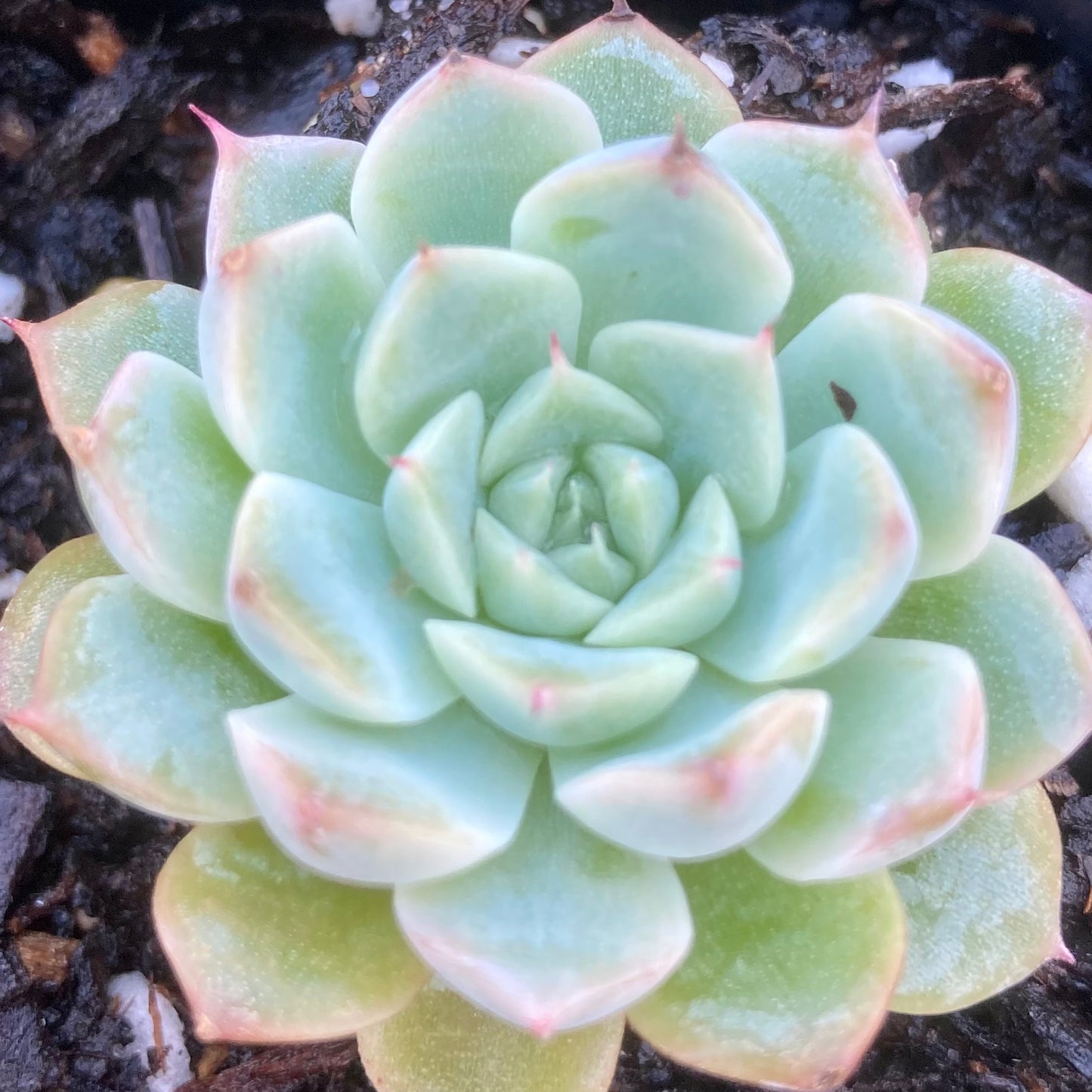Echeveria Hugo
