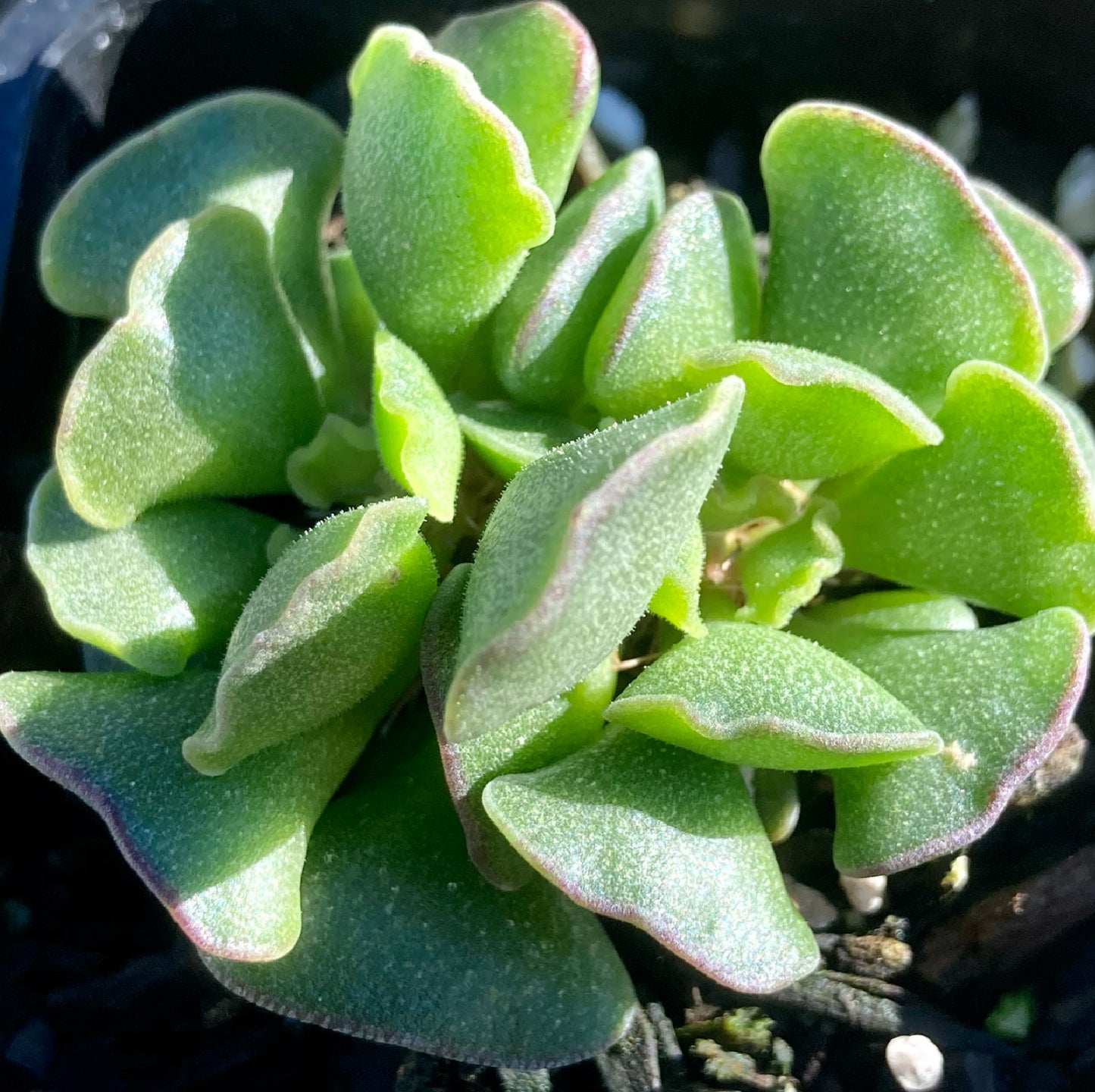 Adromischus poelinitzianus