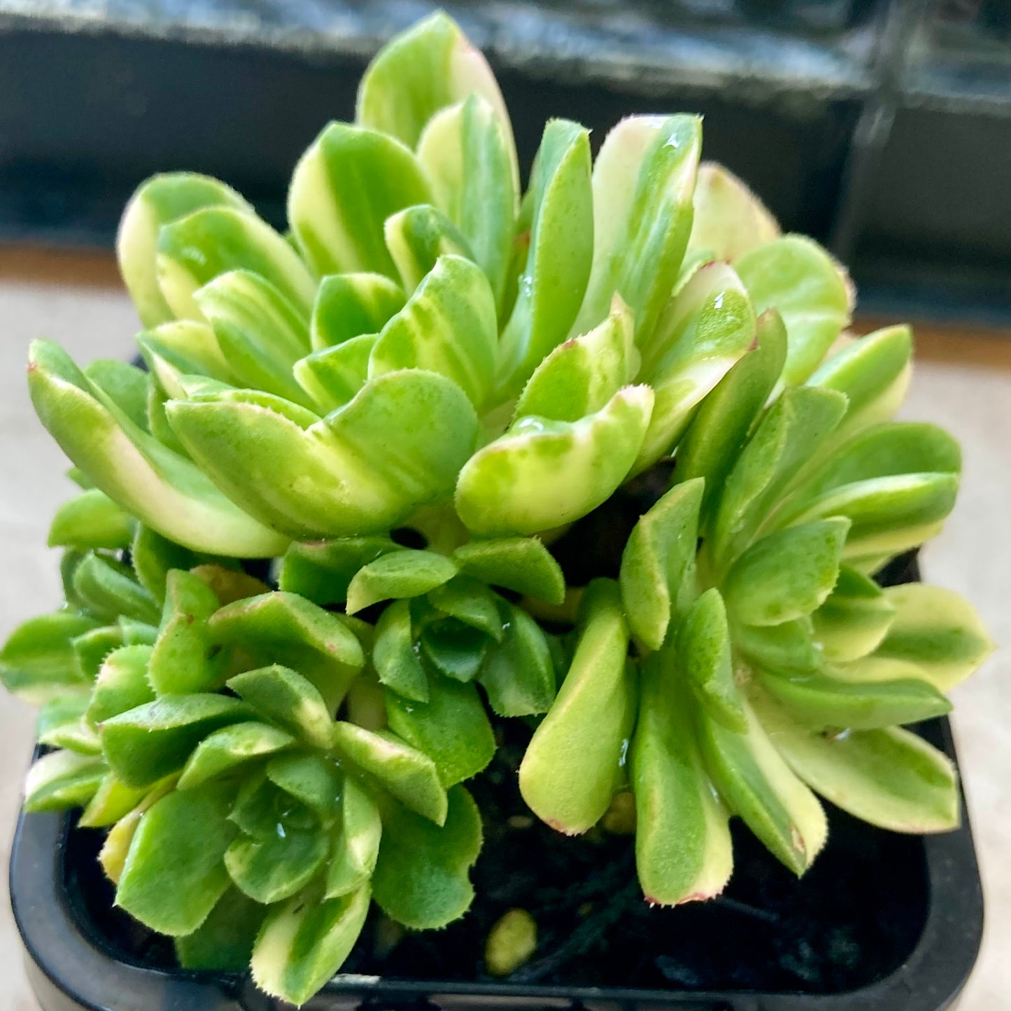 Aeonium suncap