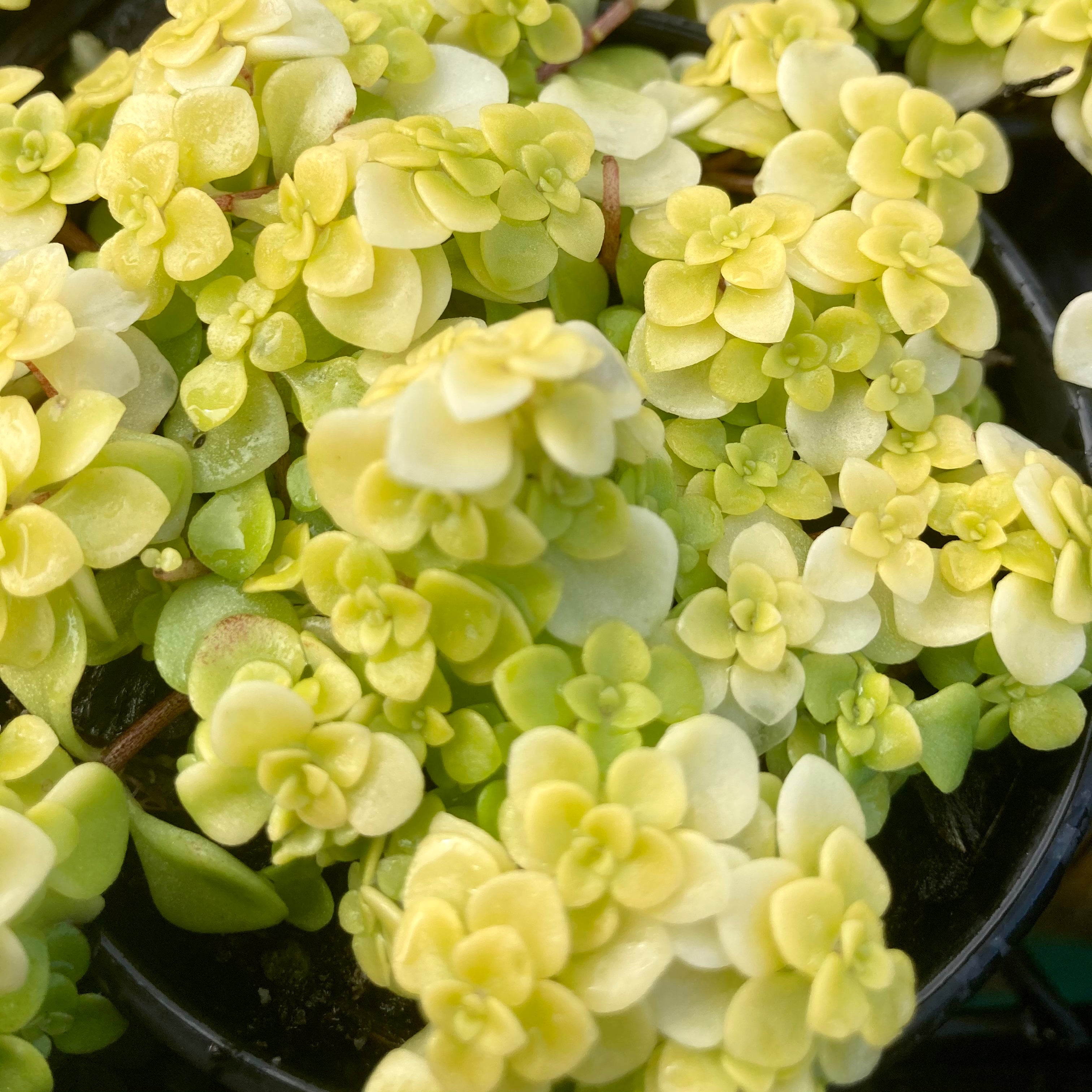 ogon succulent Sedum "Ogon" – Succulent Planet