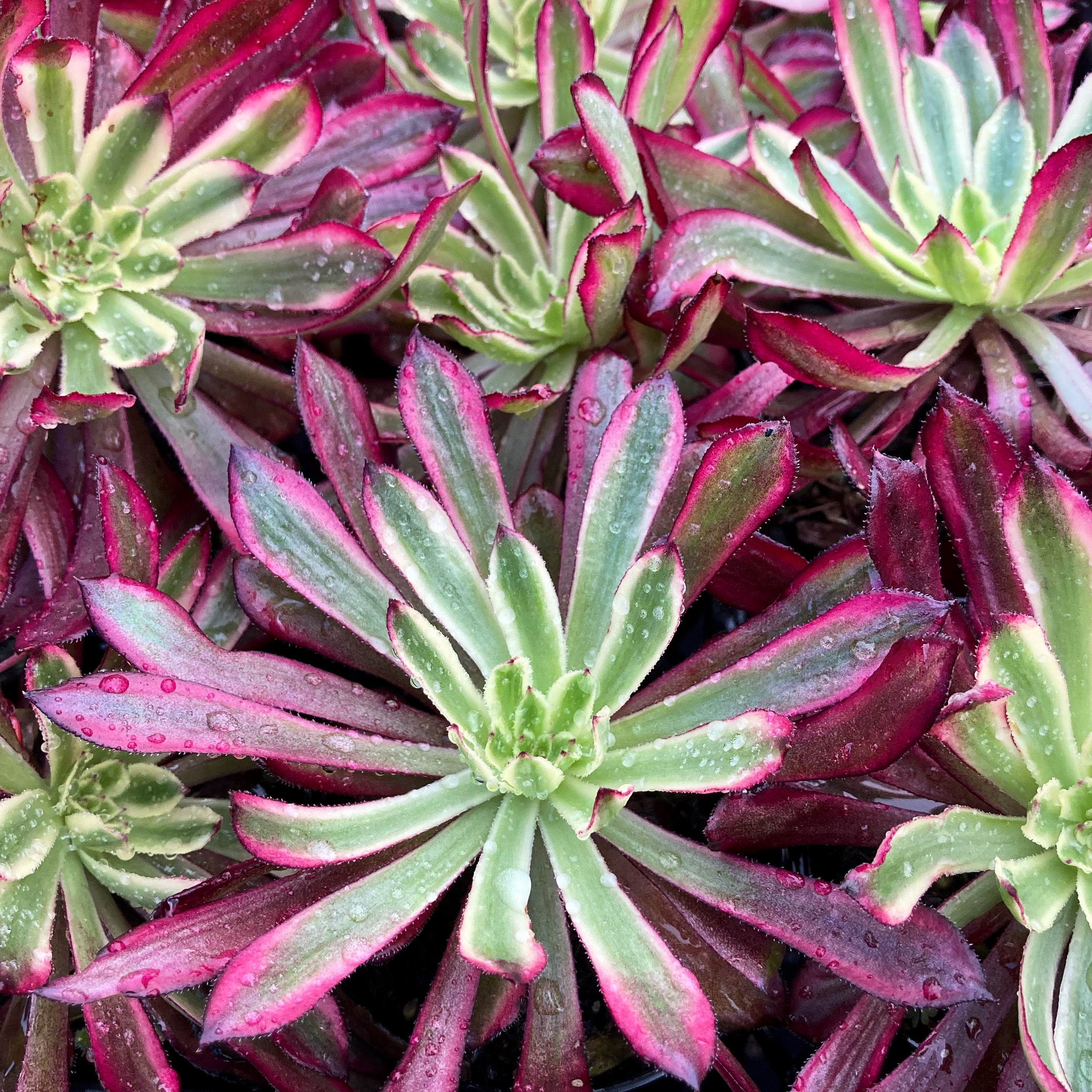 succulent mardi gras Aeonium Mardi Gras – Succulent Planet