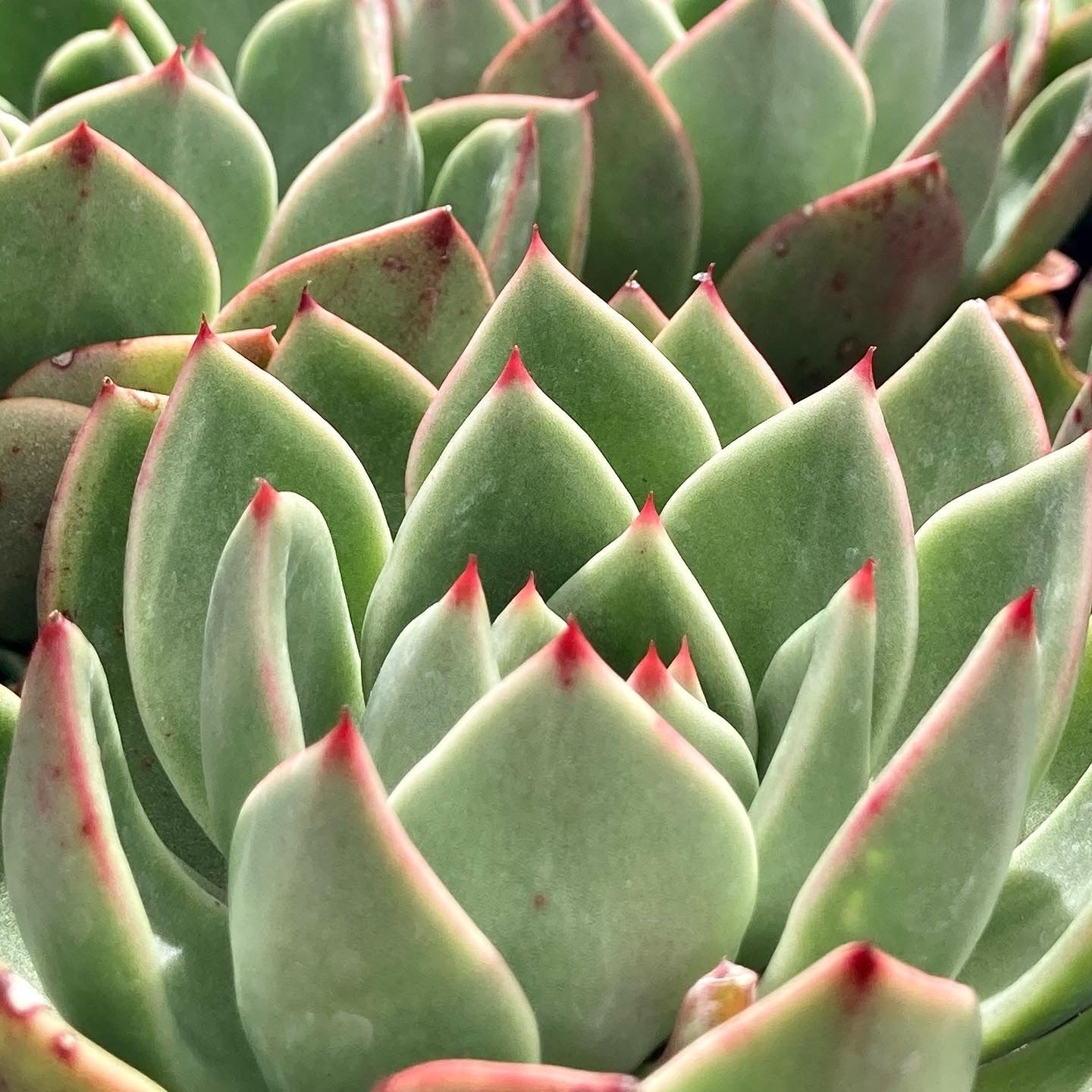 Echeveria Mocha