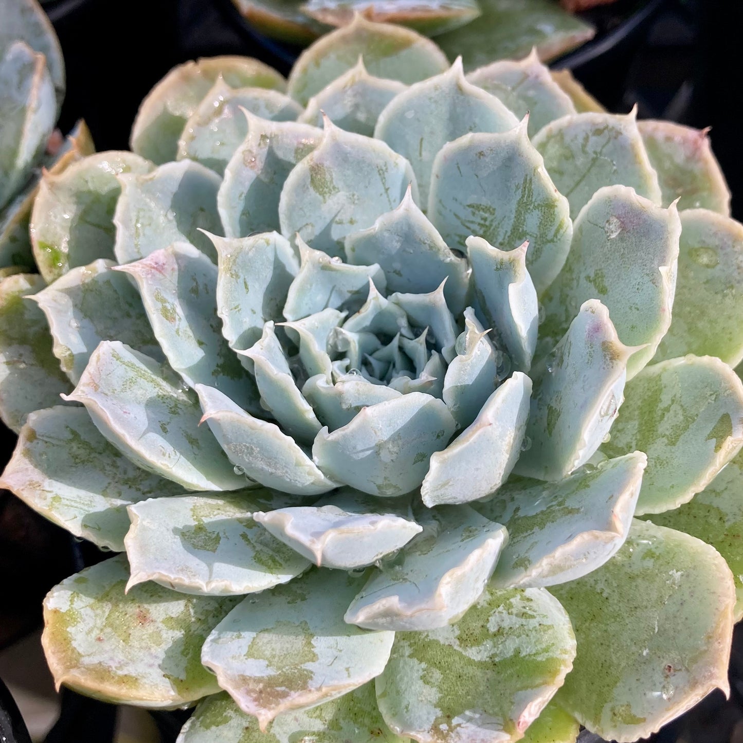 Echeveria Simulans Hybrid