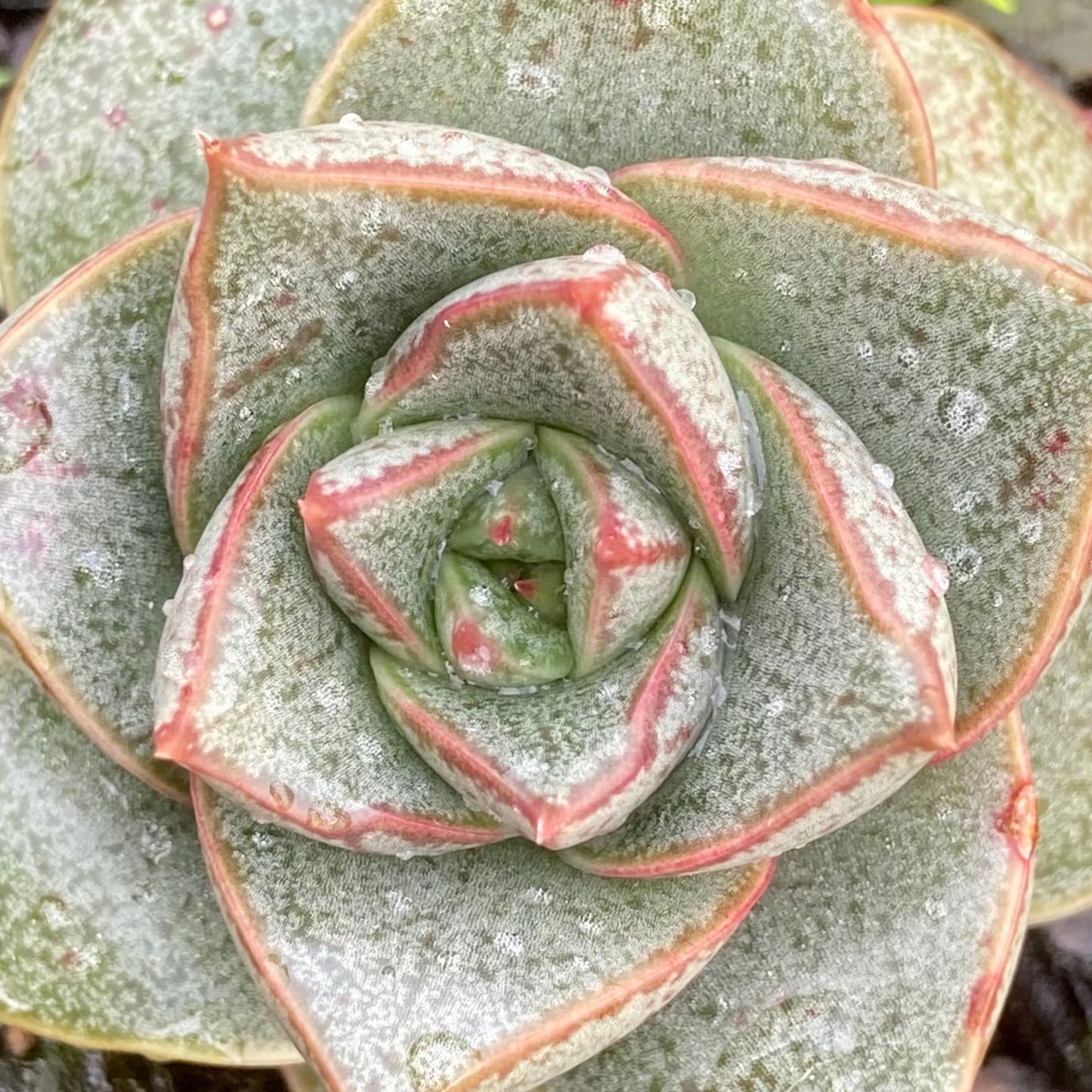Echeveria dionysos