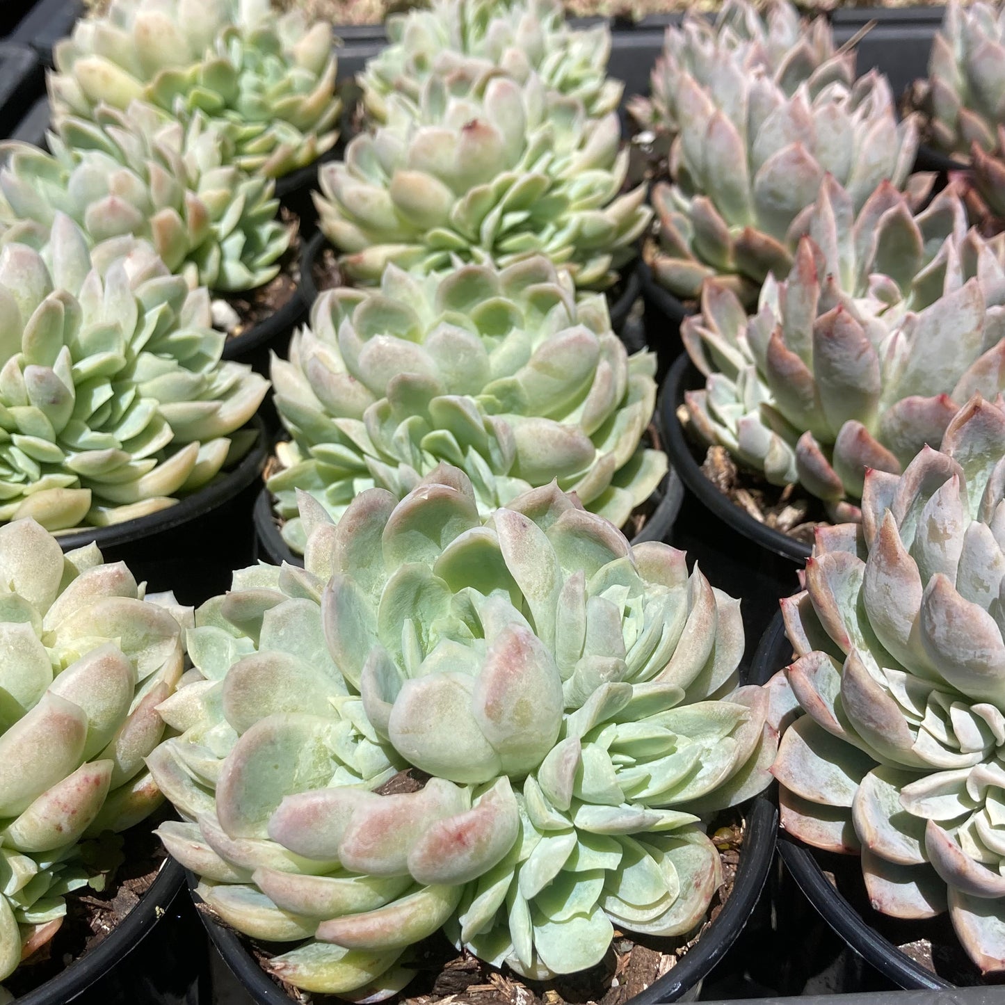 Echeveria elegans
